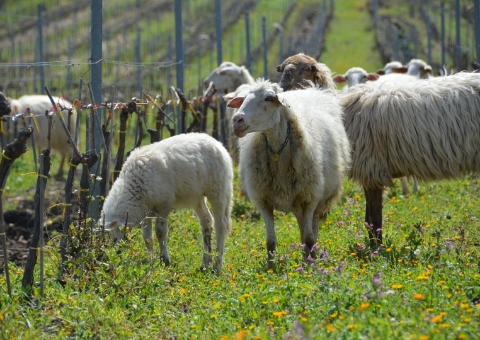 Firriato – das grüne Herz der sizilianischen Weinwelt