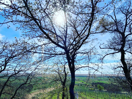 Naturwein Weinwissen - Naturwein