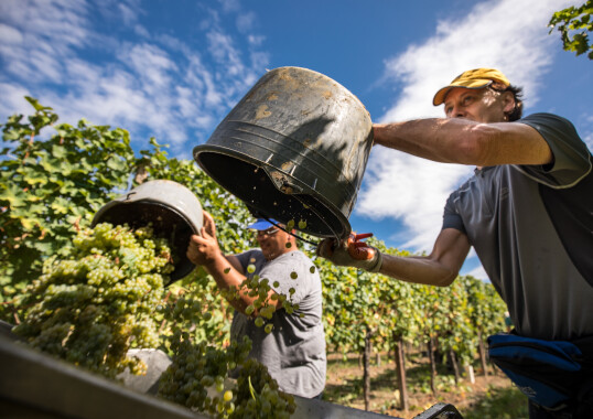 Fischer Weine - Meet & Greet Weingut Tunella