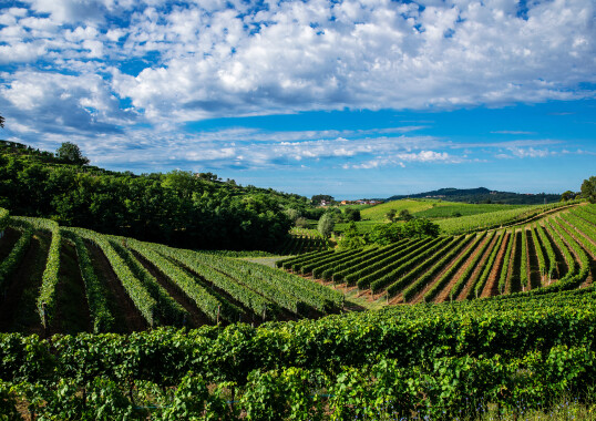 Fischer Weine - Meet & Greet Weingut Tunella