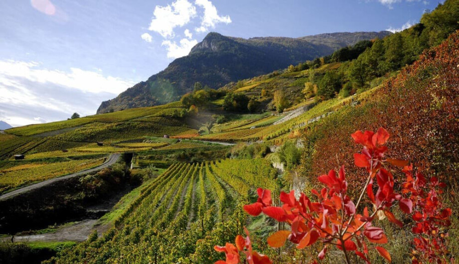 Weinwissen - Wallis: die (Wein)-Wunderkiste der Schweizer