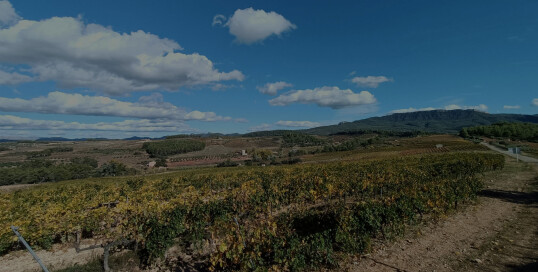 Celler Cal Besso – Blick über Rebberge Fischer Weine - Isabel Castellví Figuerola