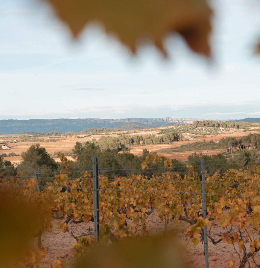Celler Cal Bessó – Blick über die Reben – quadratisch Fischer Weine - Isabel Castellví Figuerola