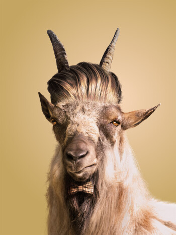 Fischer Weine - Dahu: Bock anzustossen?
