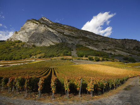 Fischer Weine - Schweizer Wein