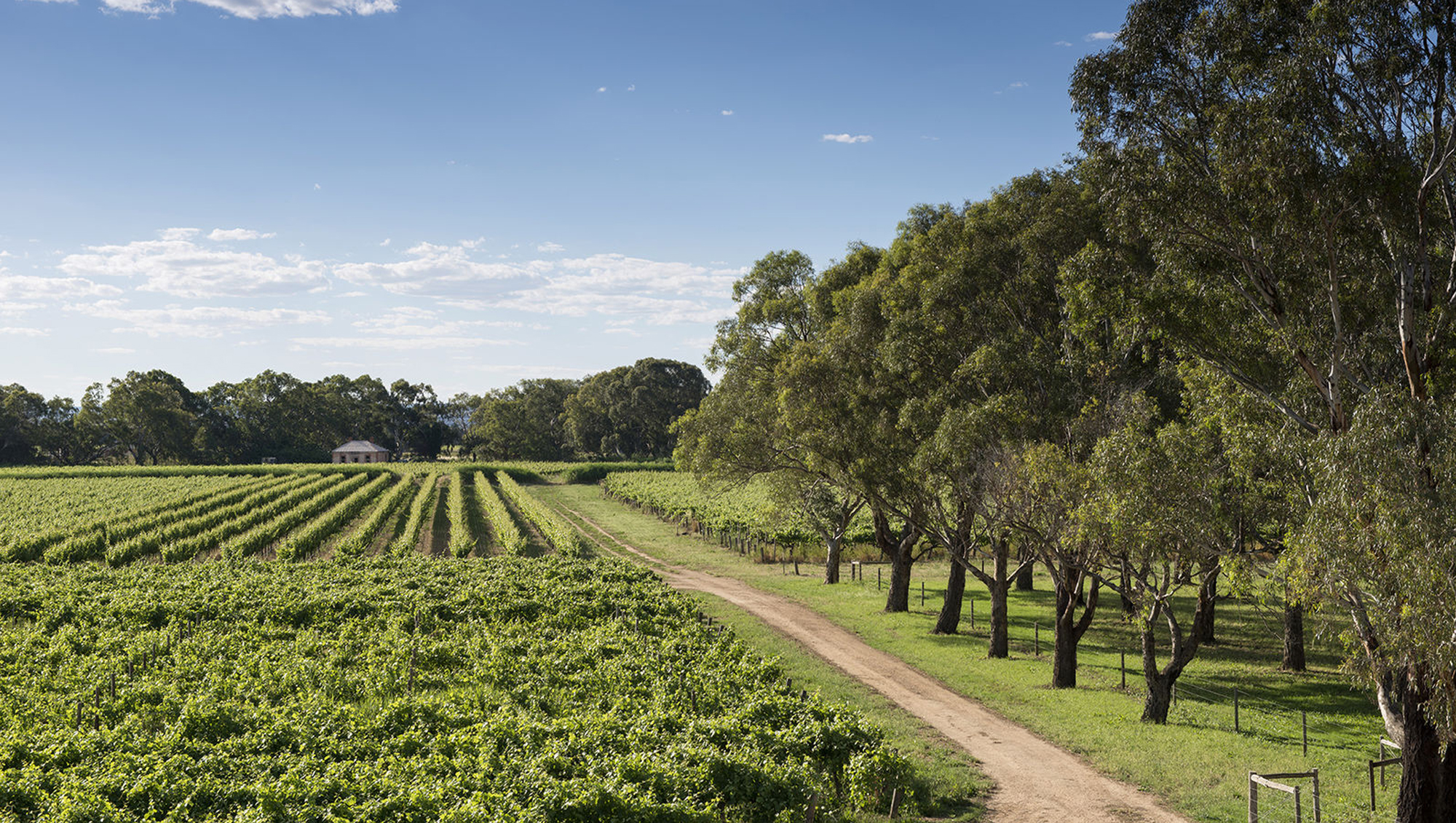 Weinregion Langhorne Creek Weine aus Langhorne Creek