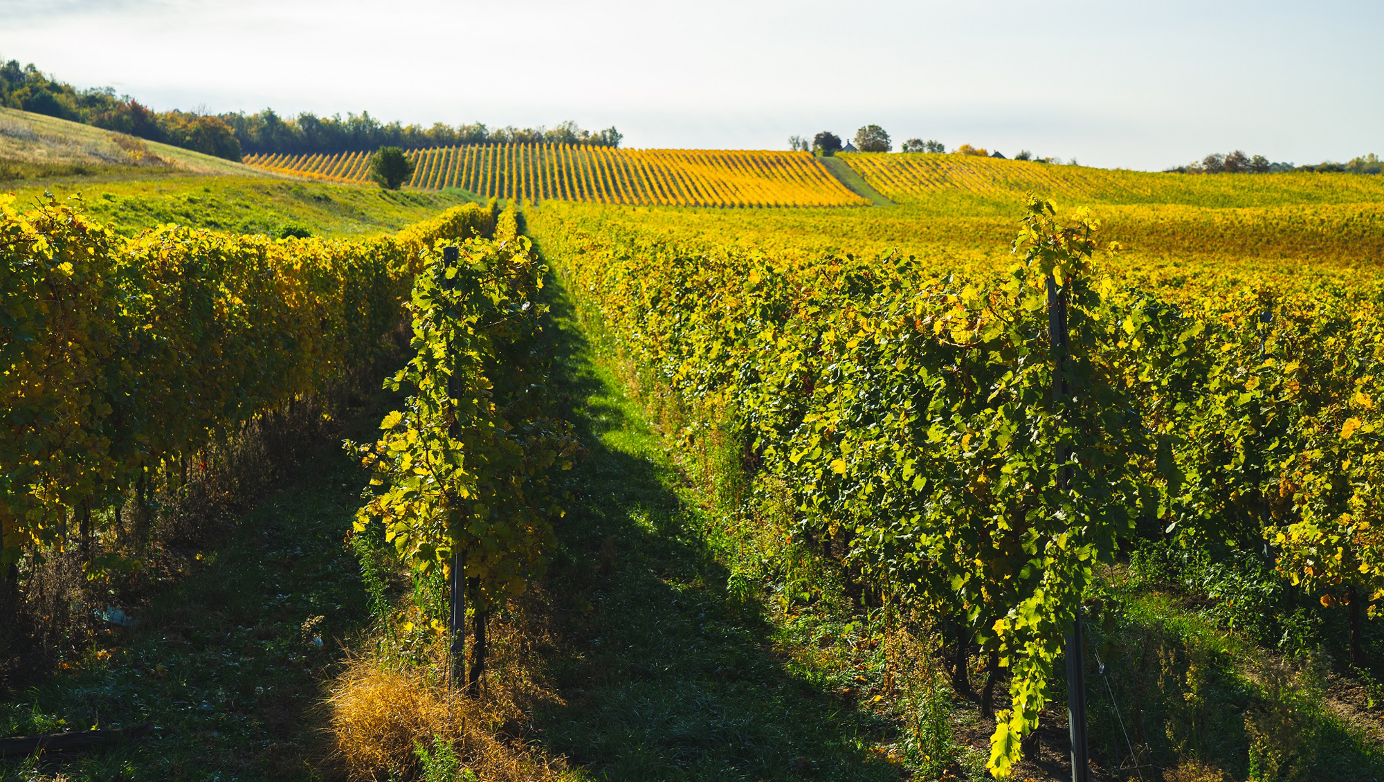 Weinregion Mór Weine aus Mór