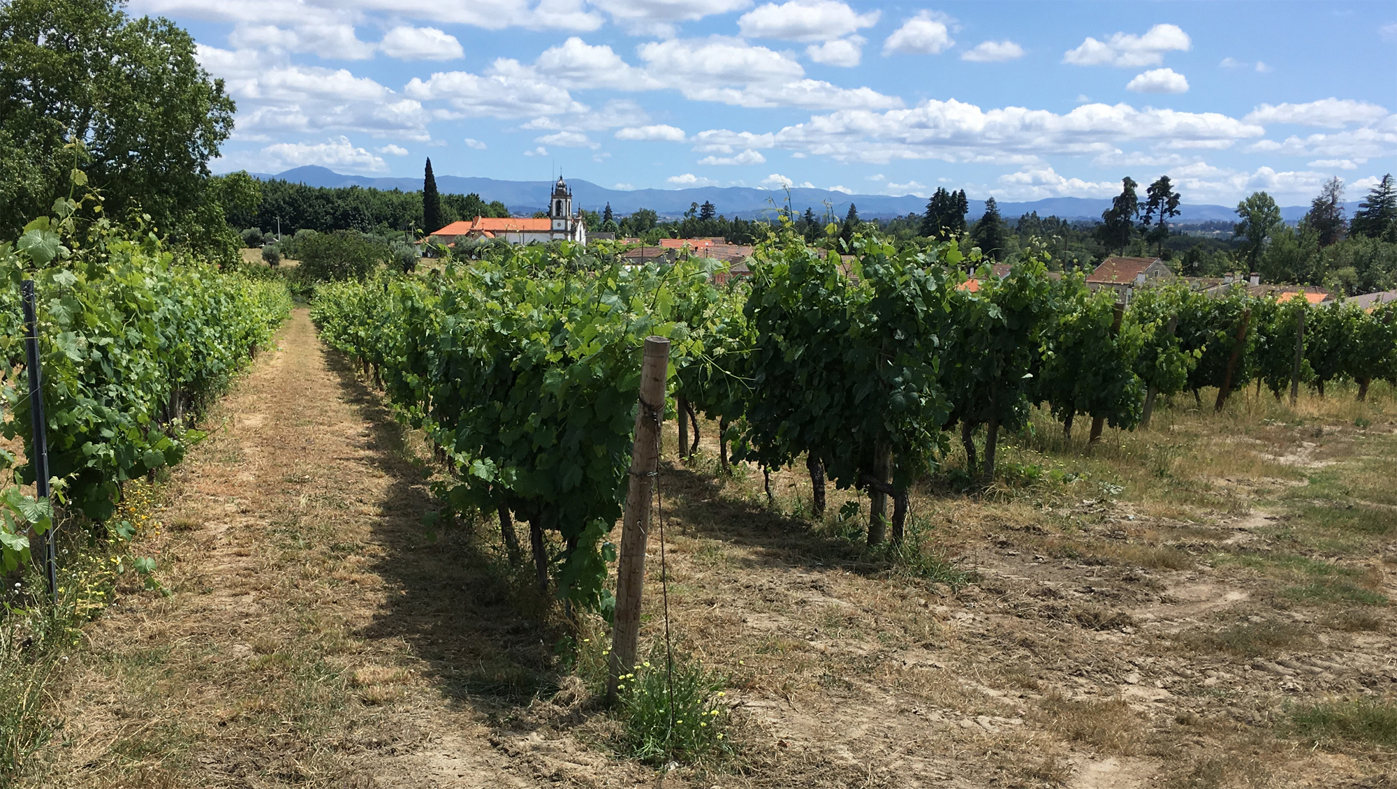 Weinregion Dão Weine aus Dão