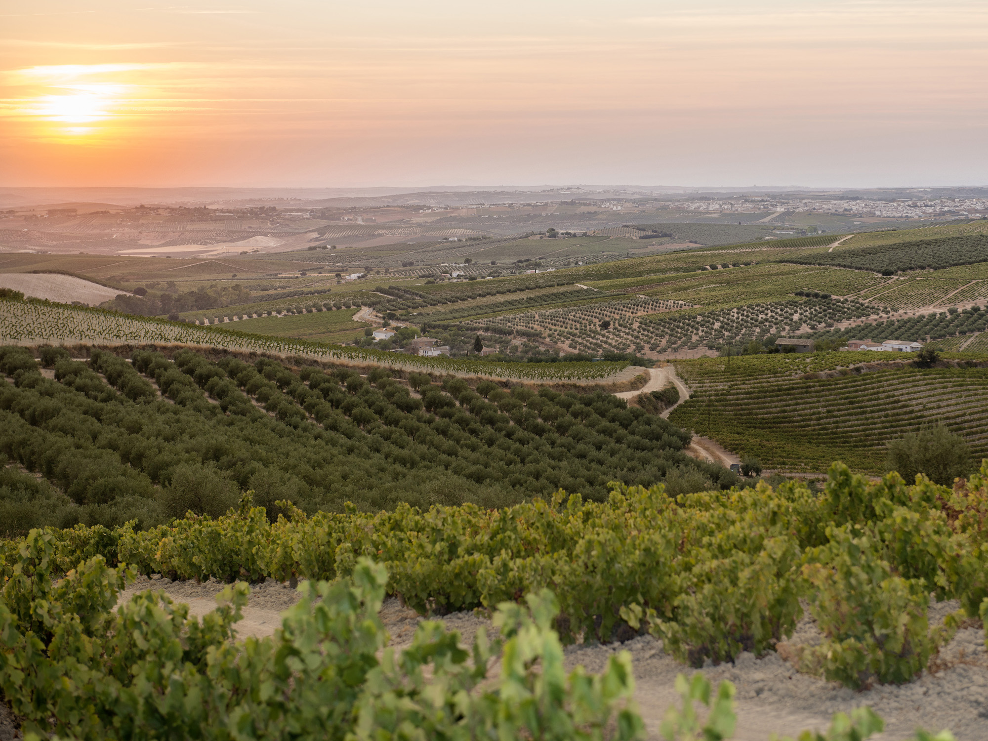 Weine von Alvear Alvear