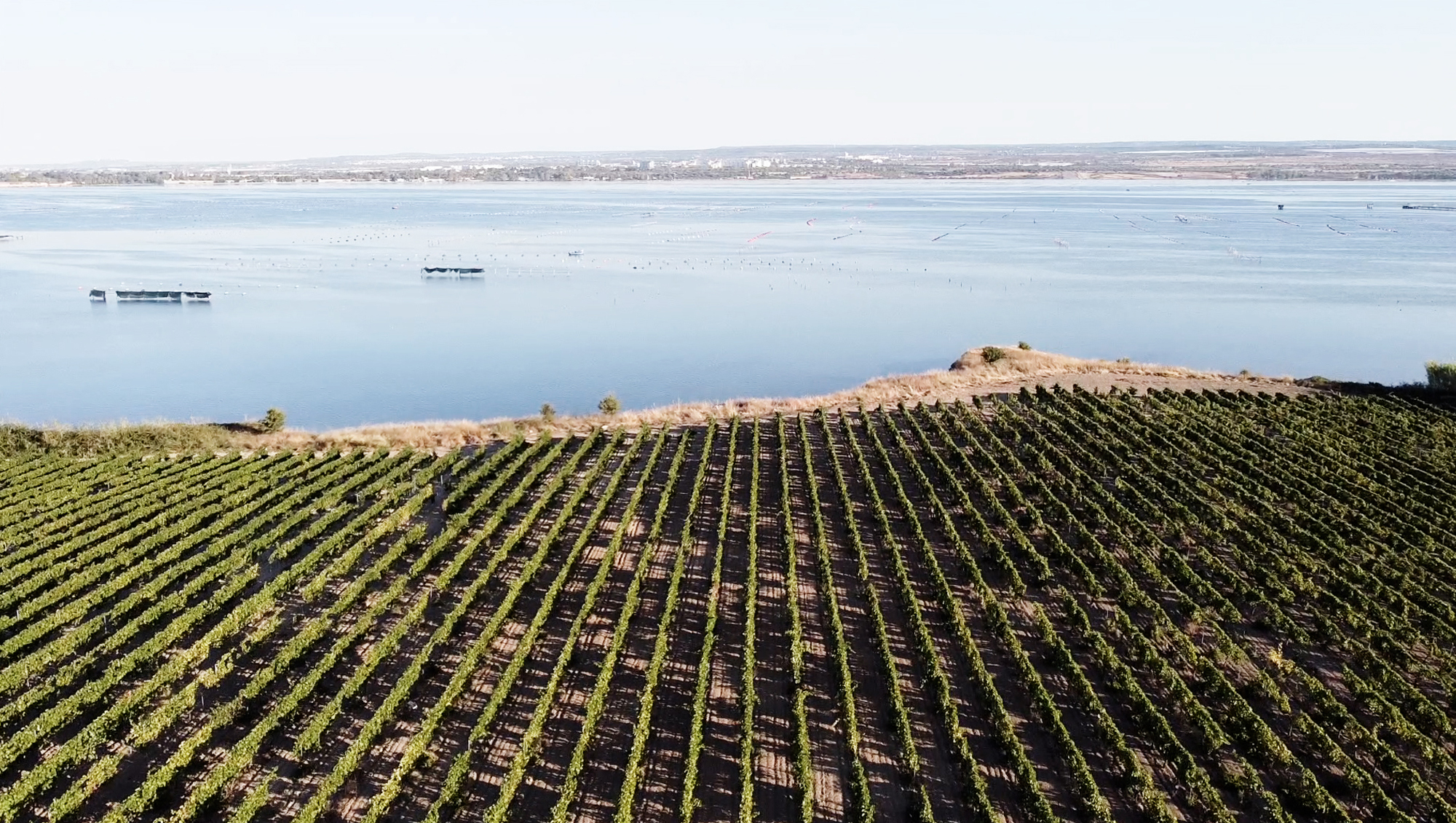 Weinregion Apulien Weine aus Apulien