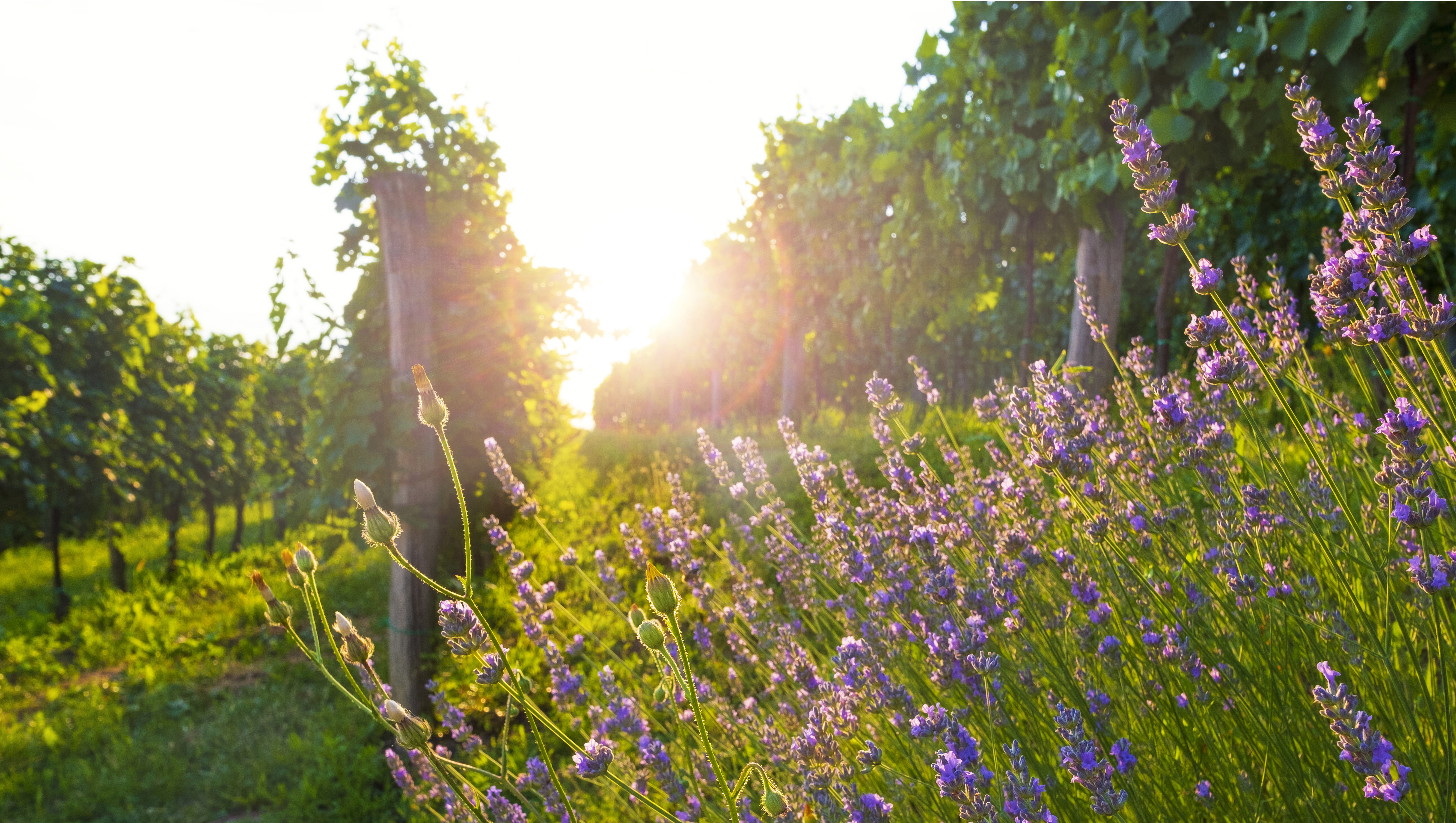 Weinregion Provence Weine aus Provence