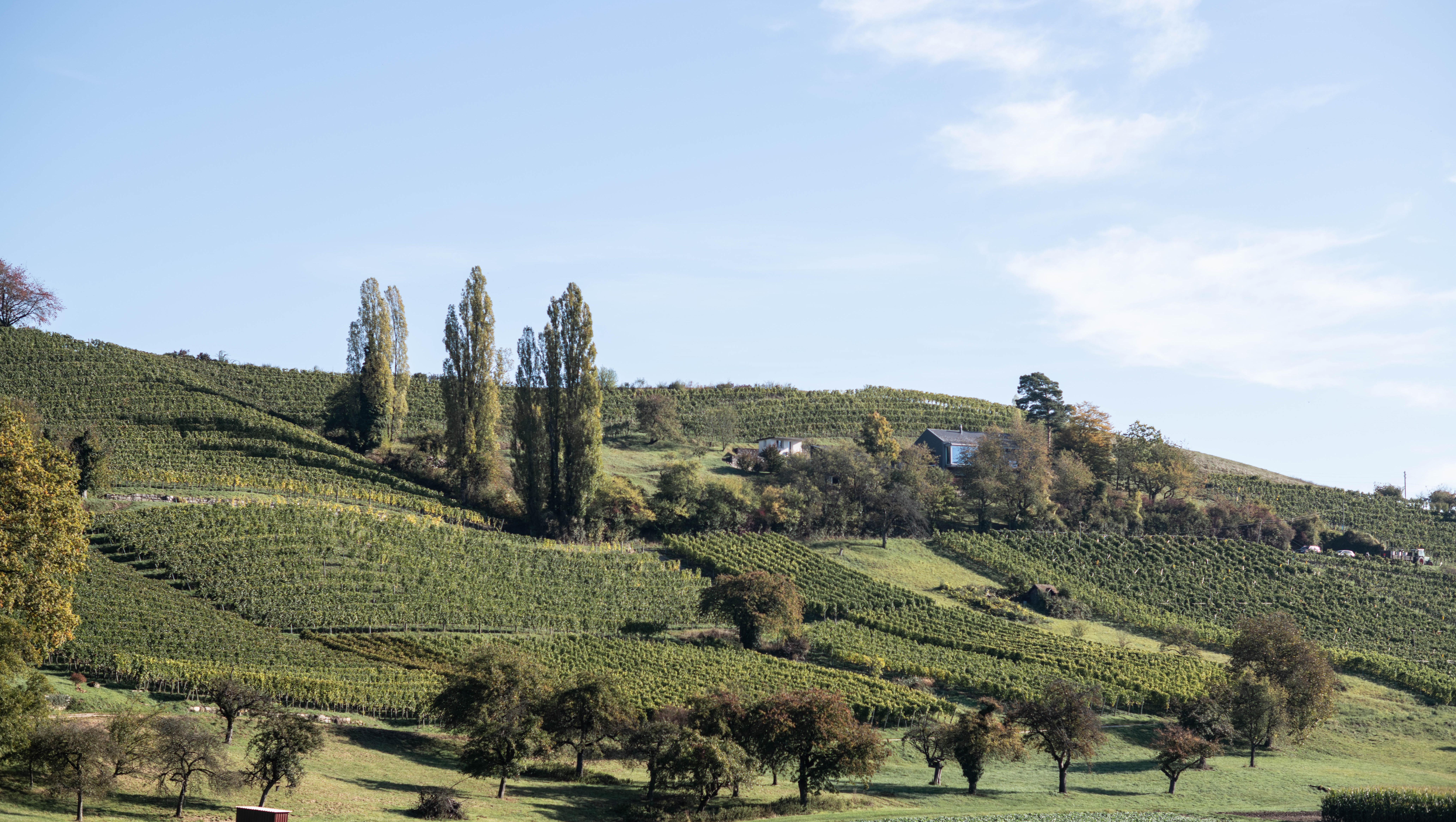 Weinregion Schaffhausen Weine aus Schaffhausen