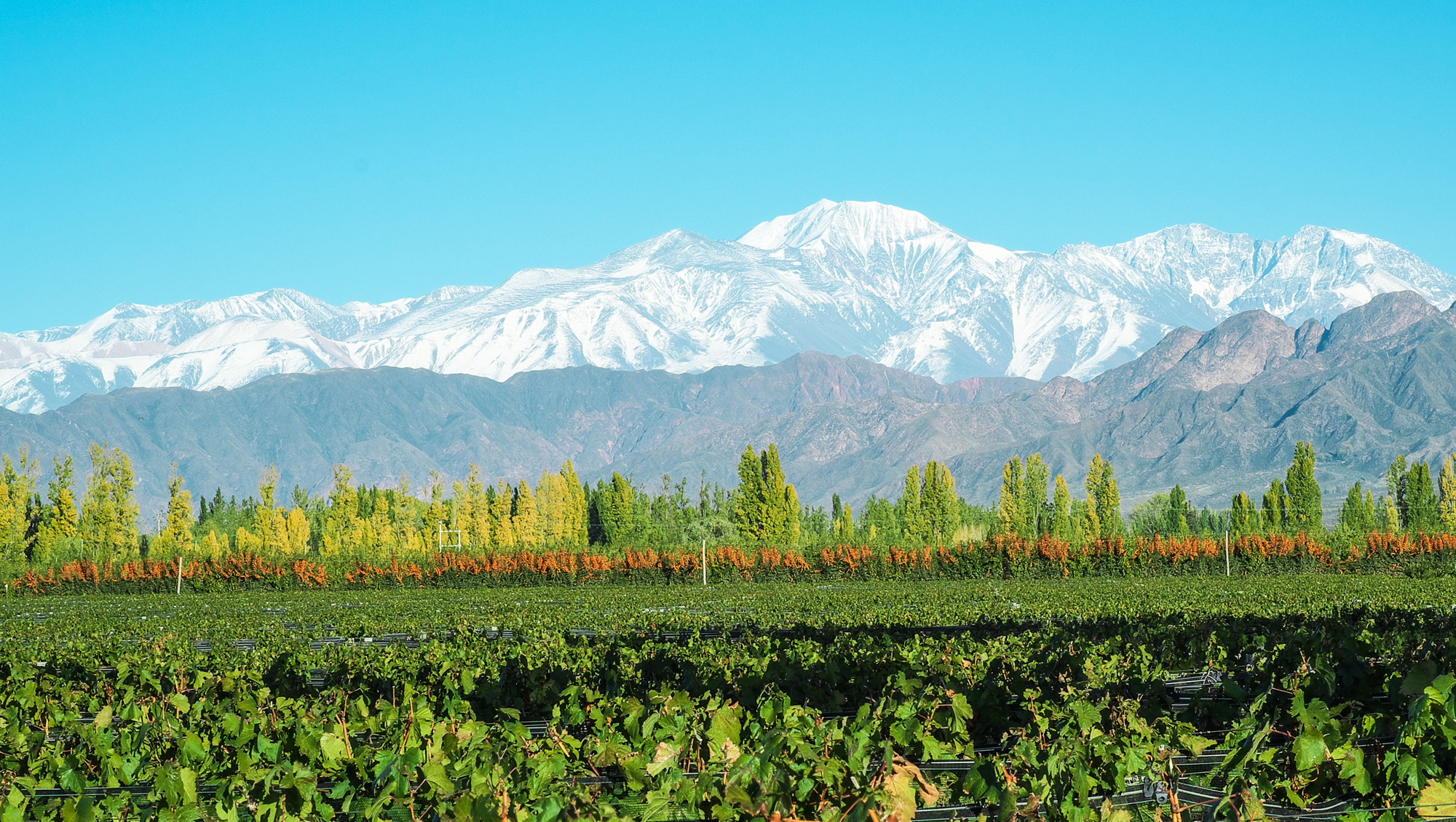 Weinregion Mendoza Weine aus Mendoza
