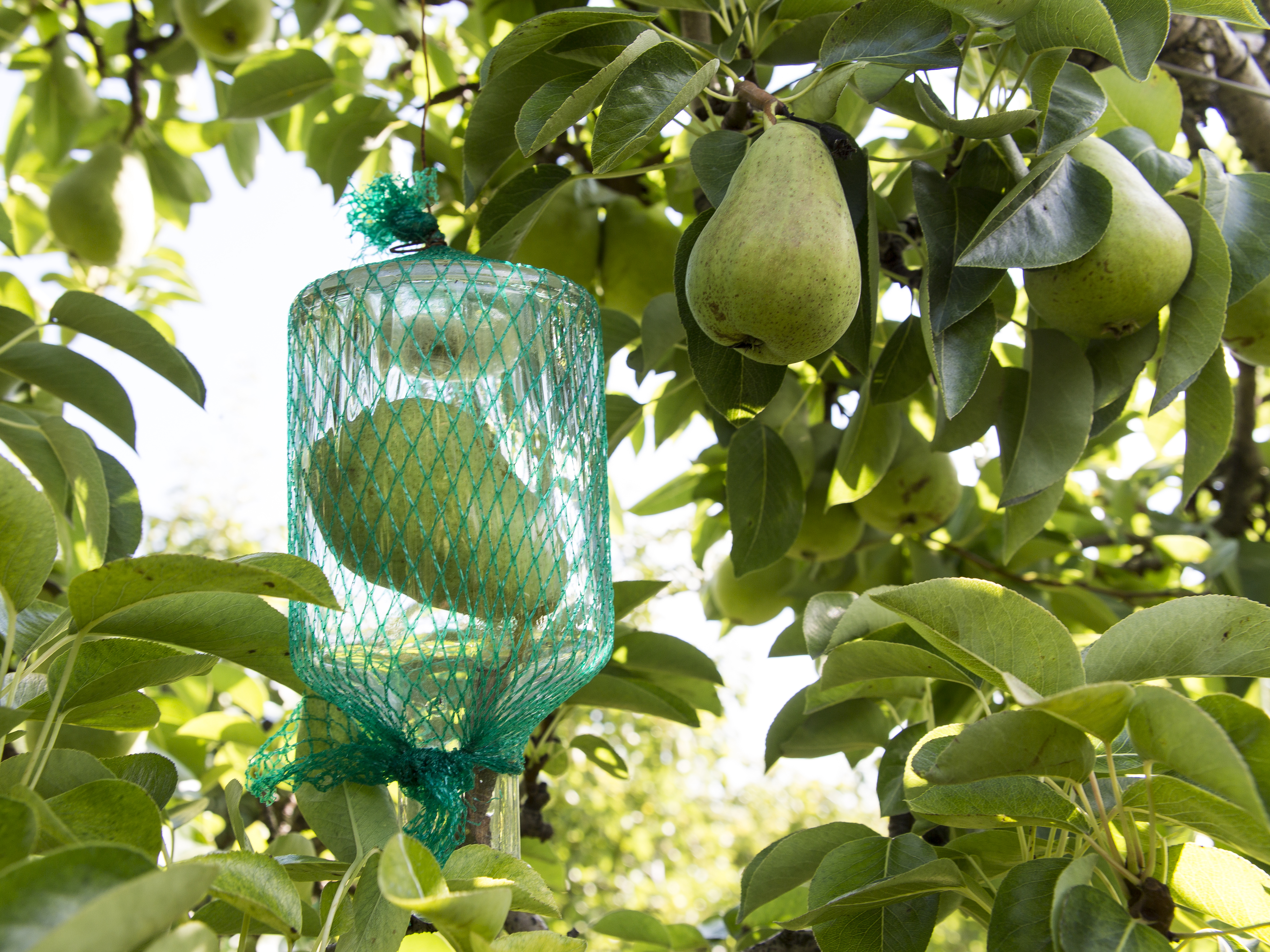 Weine von Distillerie Morand, Martigny