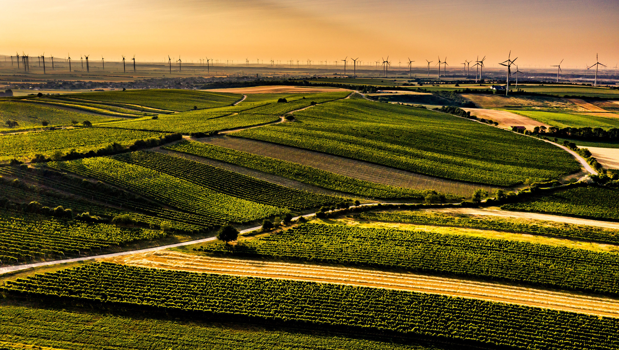 Weinregion Carnuntum Weine aus Carnuntum