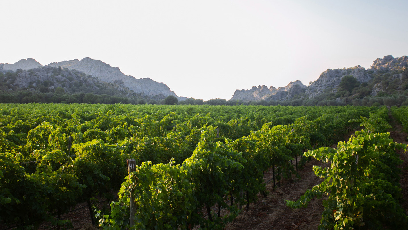 Weinregion Mallorca Weine aus Mallorca
