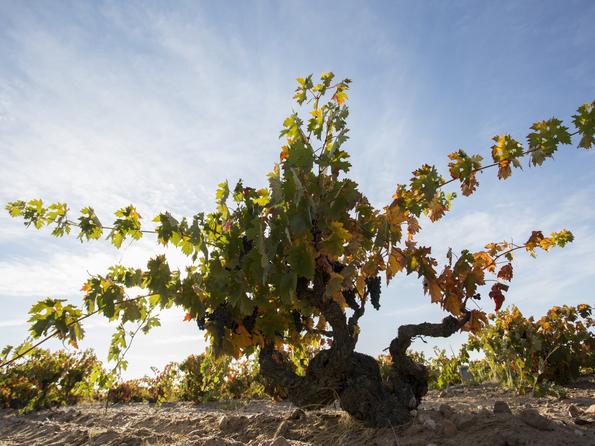 Weine von Bodegas Vatan Bodegas Vatan