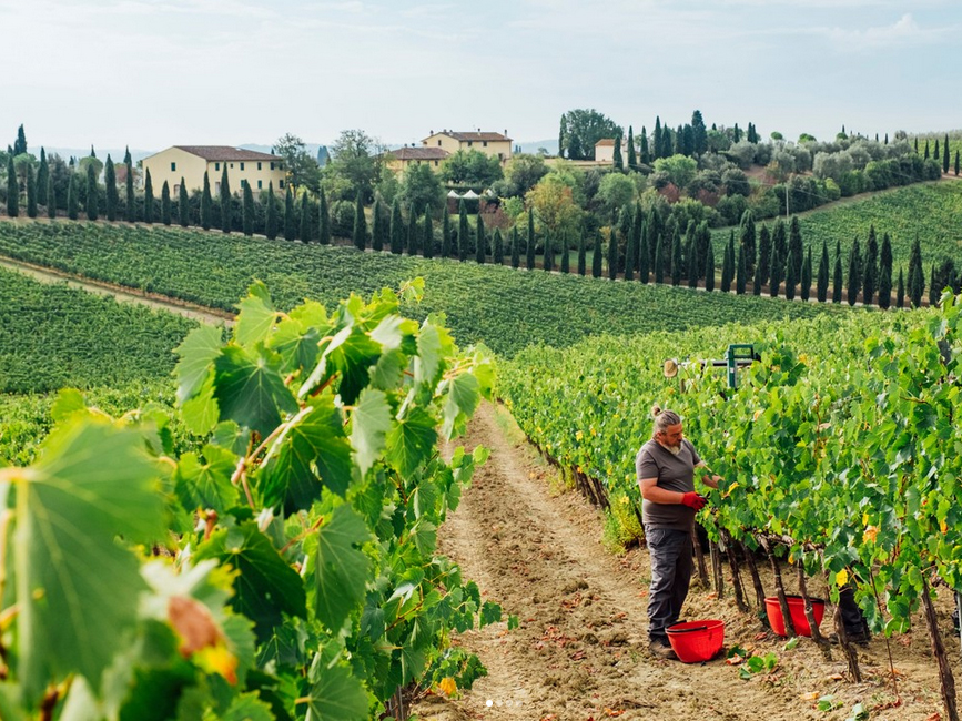 Weine von Cantine Leonardo da Vinci Cantine Leonardo da Vinci