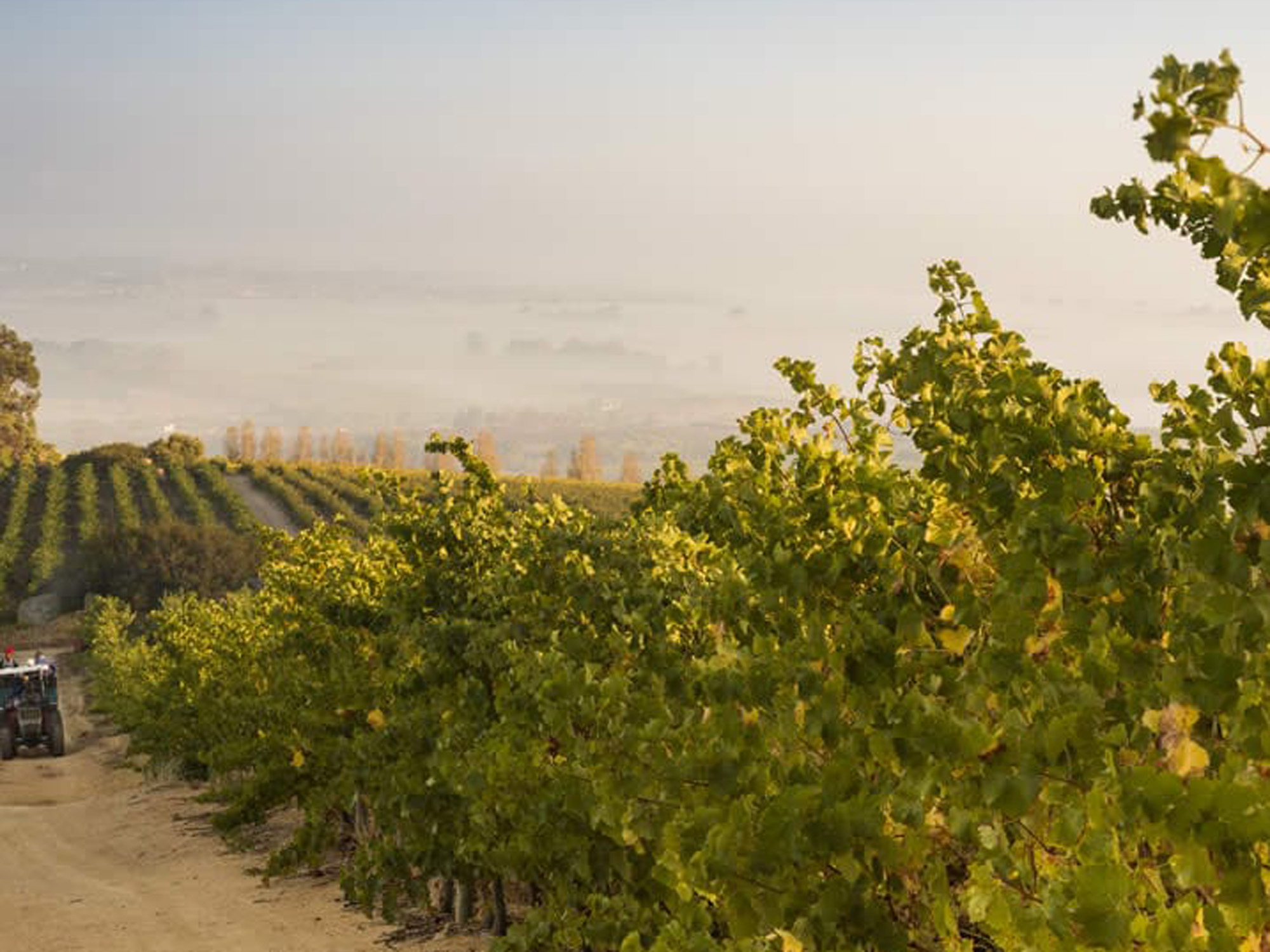 Weine von Kaapzicht Kaapzicht