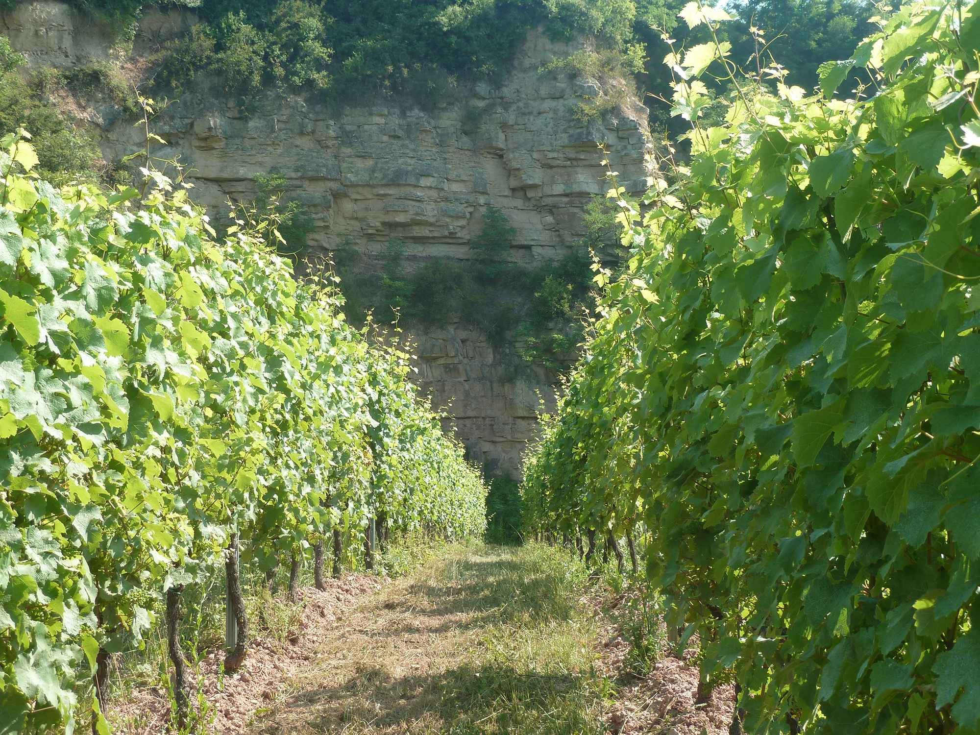Domaine Laurent Vogt, Wolxheim