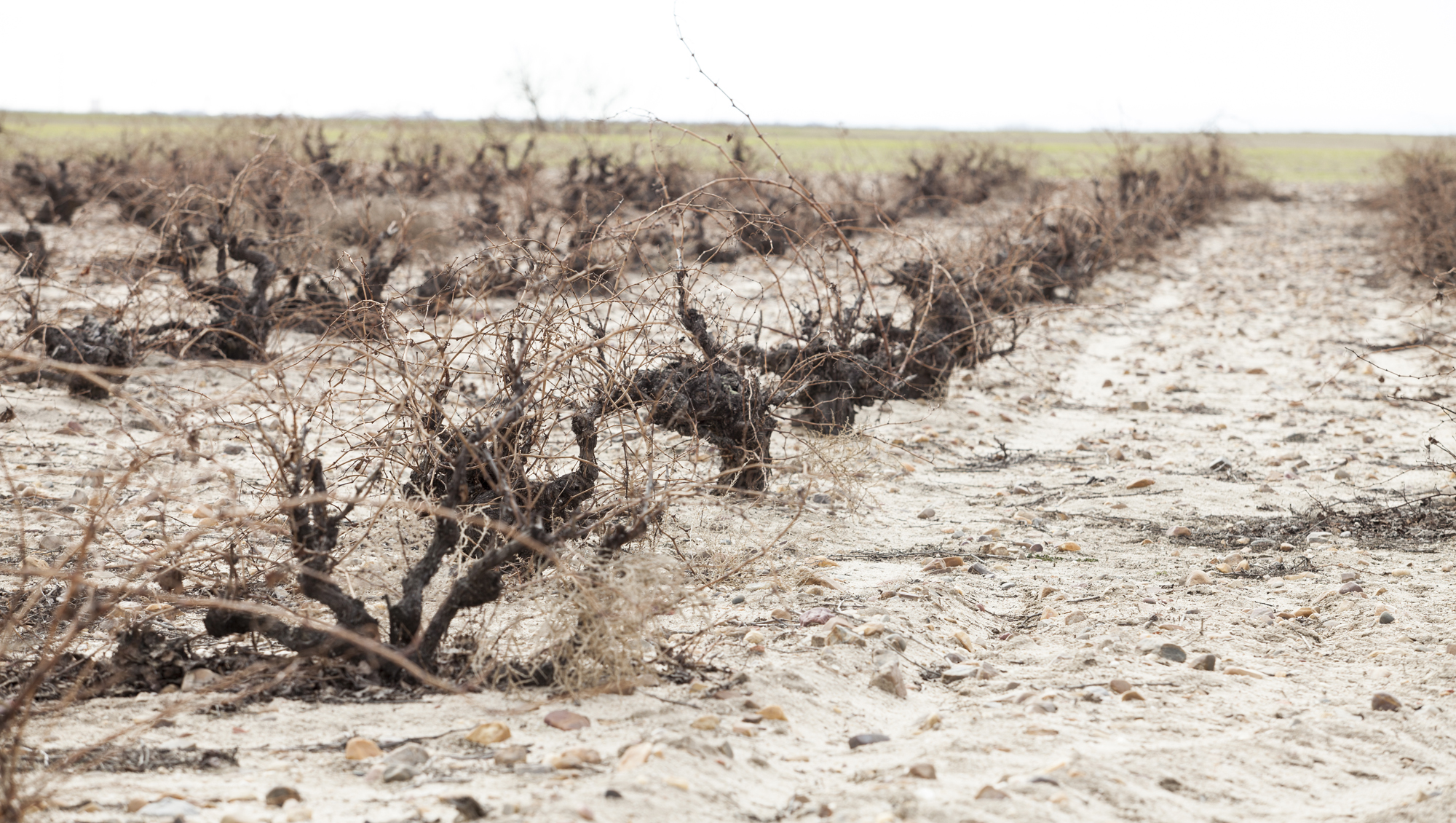 Weinregion Rueda Weine aus Rueda