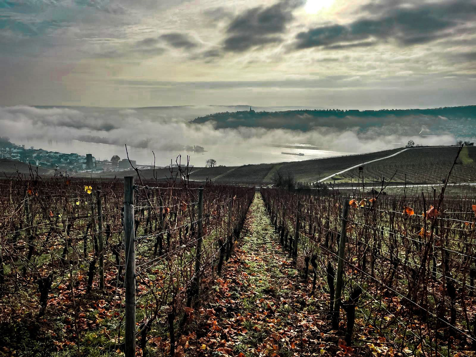 Weine von Weingut George Weingut George