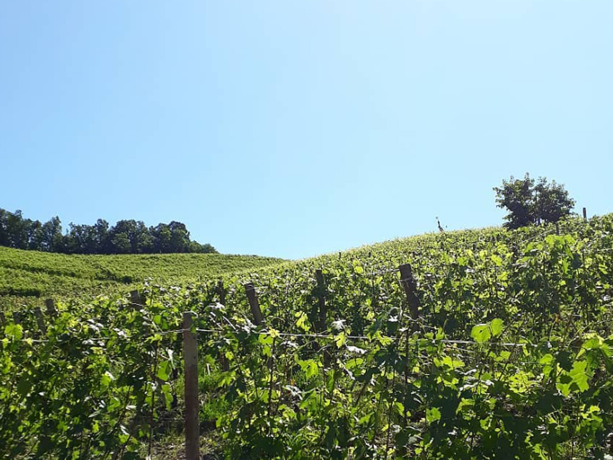 Weine von Azienda Agricola Cascina Bruni, Serralunga d’Alba