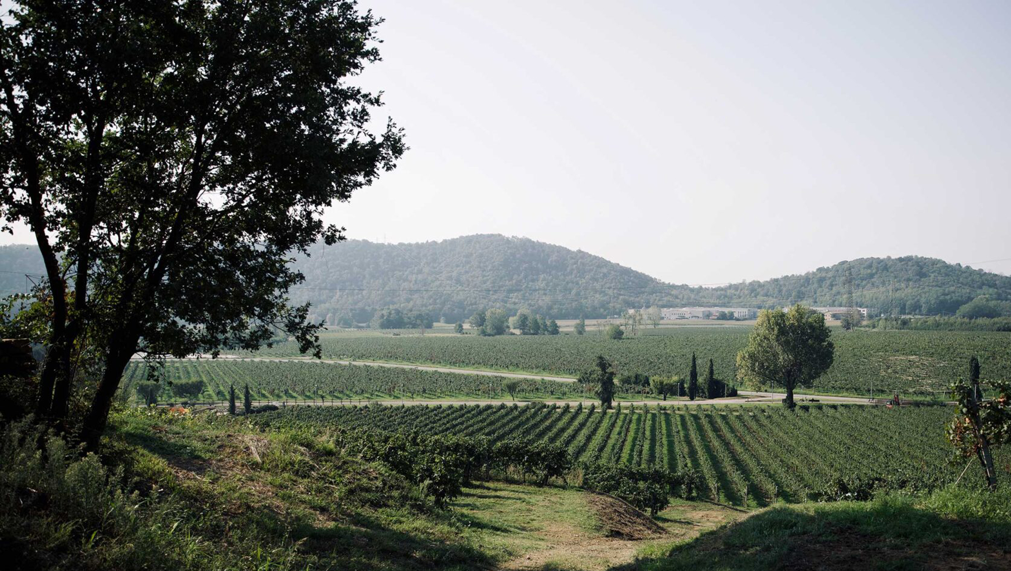 Weinregion Franciacorta Weine aus Franciacorta