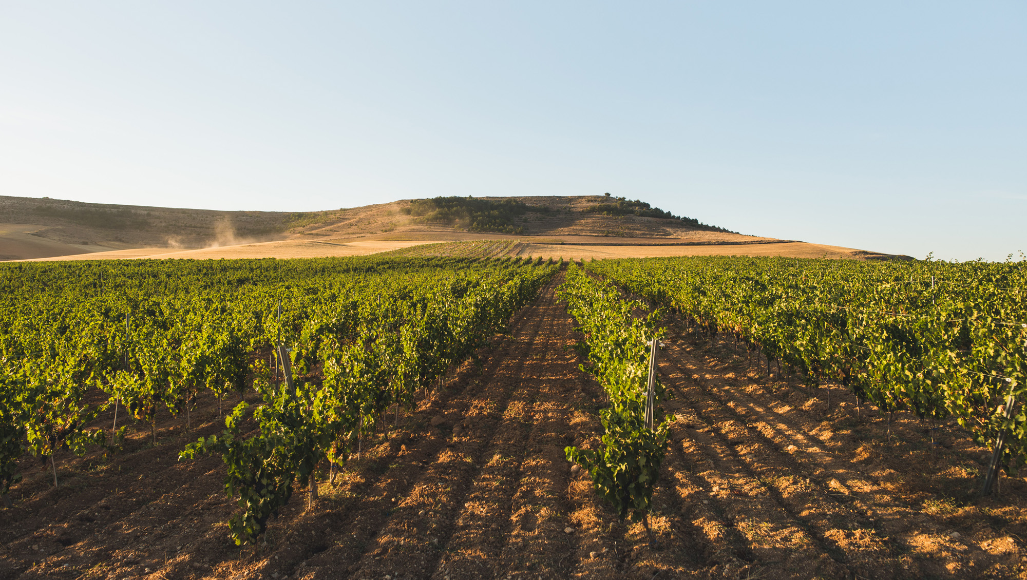 Weinregion Ribera del Duero Weine aus Ribera del Duero