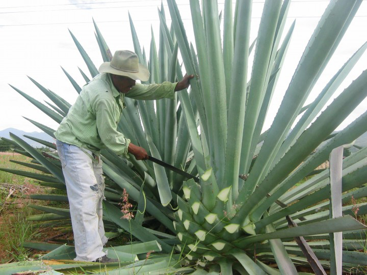 Amras, Oaxaca