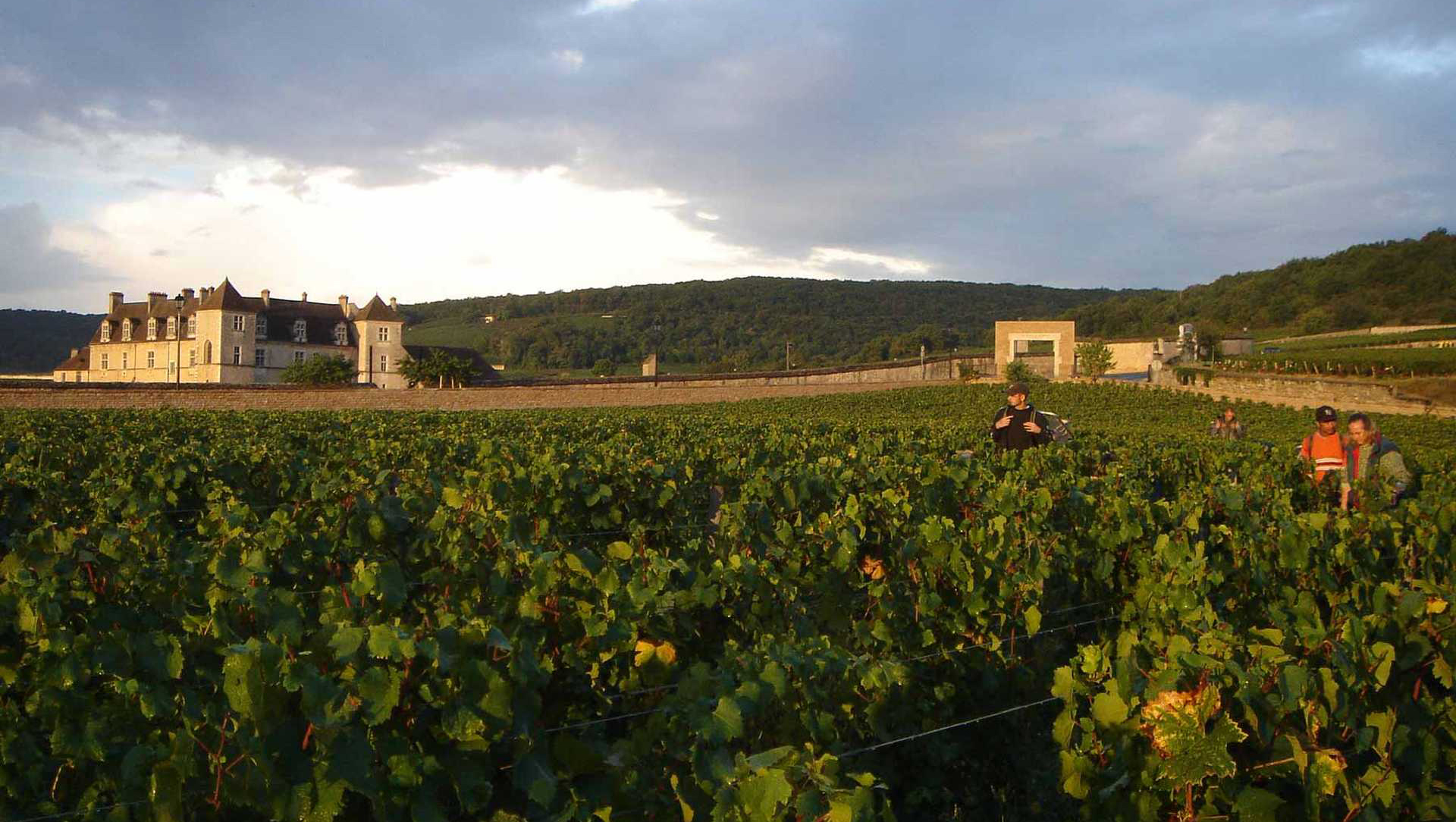 Weinregion Côte d'Or Weine aus Côte d'Or