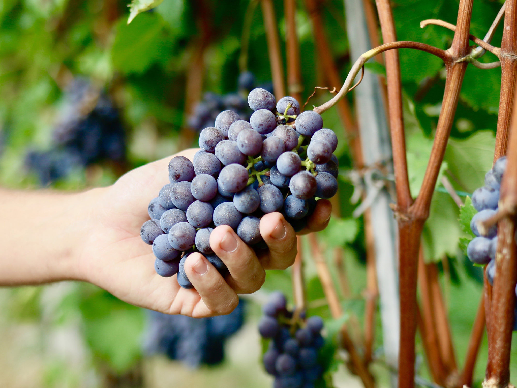 Weine von Voerzio Martini Voerzio Martini