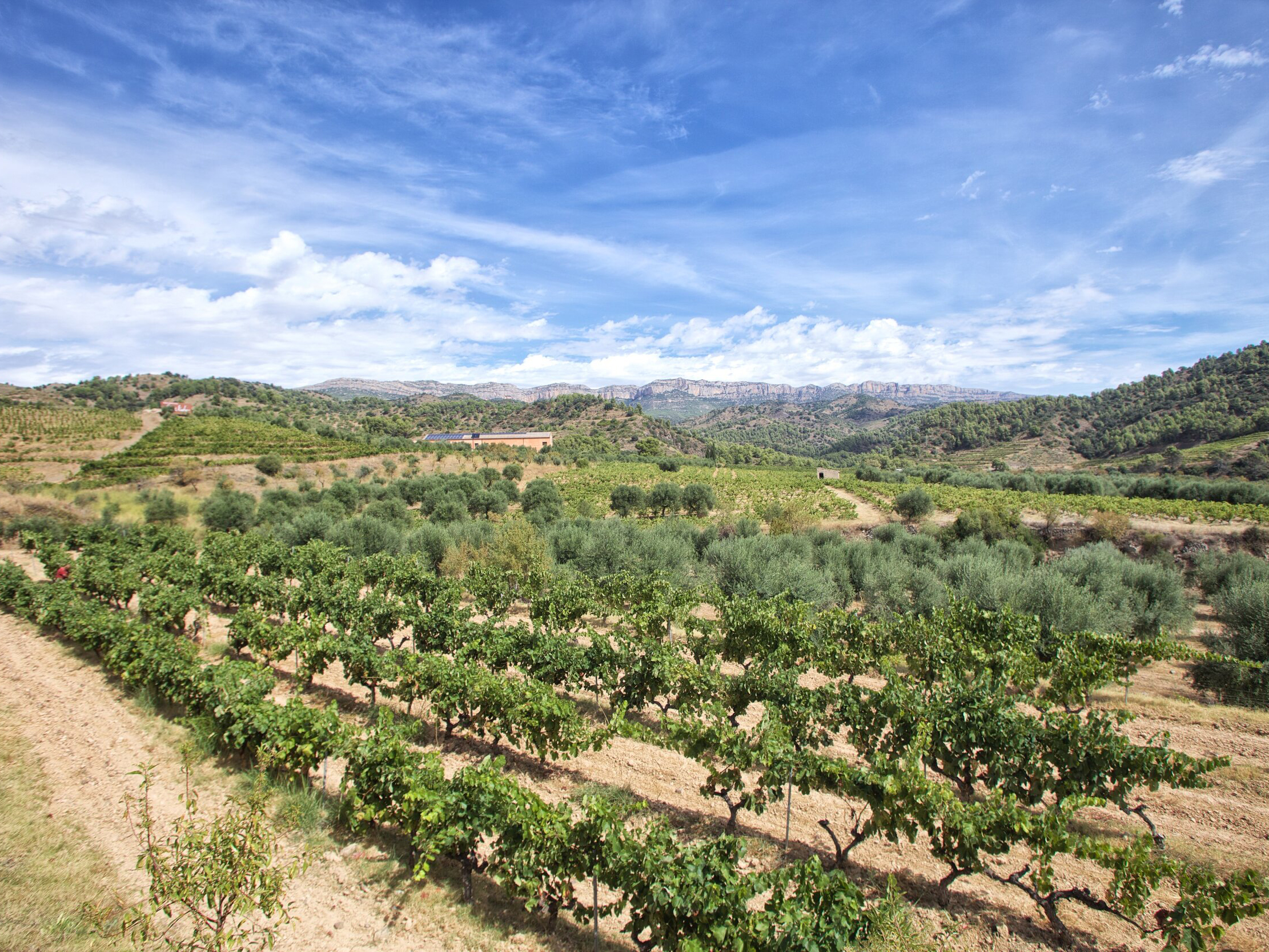 Weine von Bodega Bravo Escós Bodega Bravo Escós