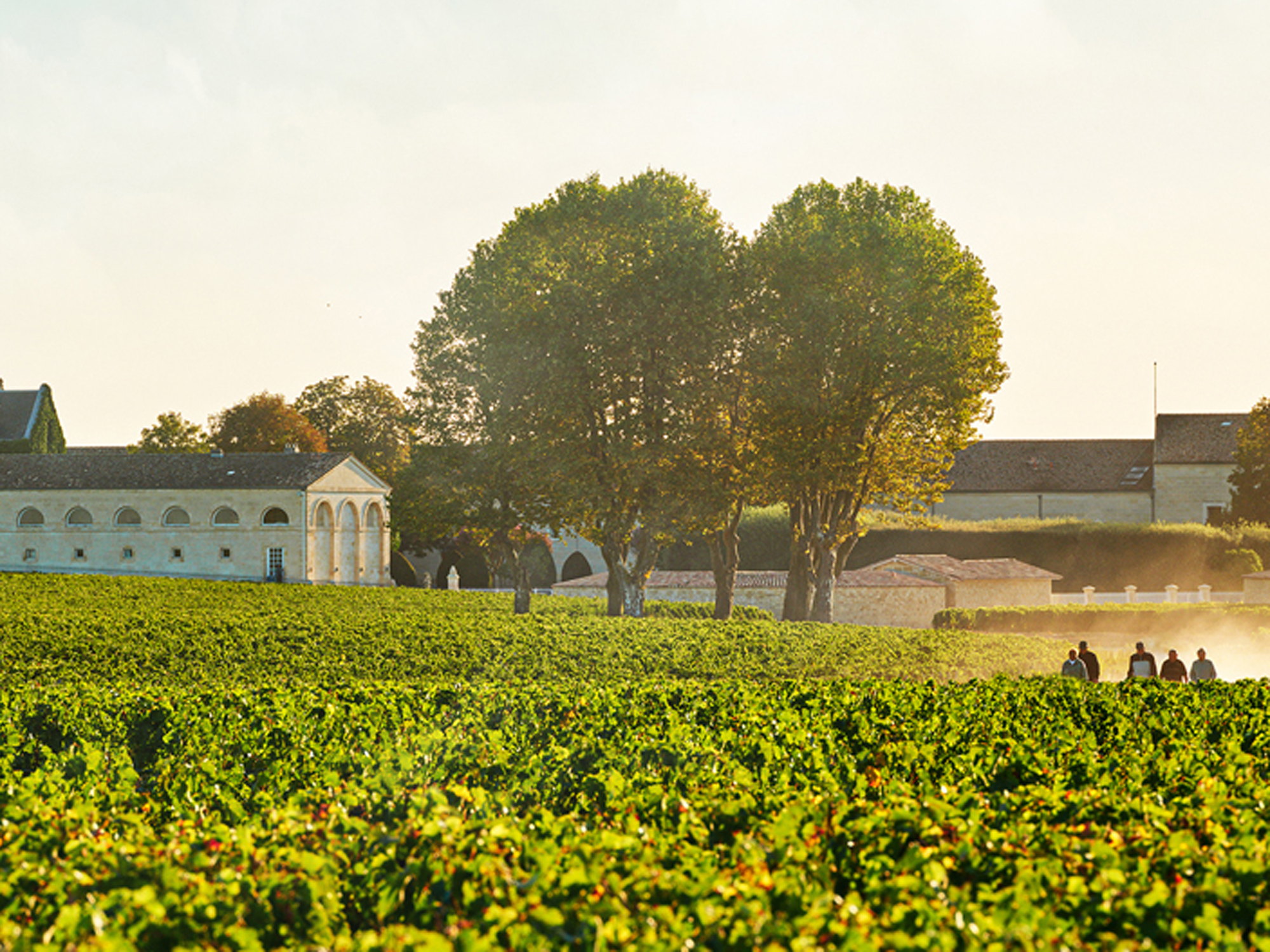 Weine von Château Mouton-Rothschild Château Mouton-Rothschild