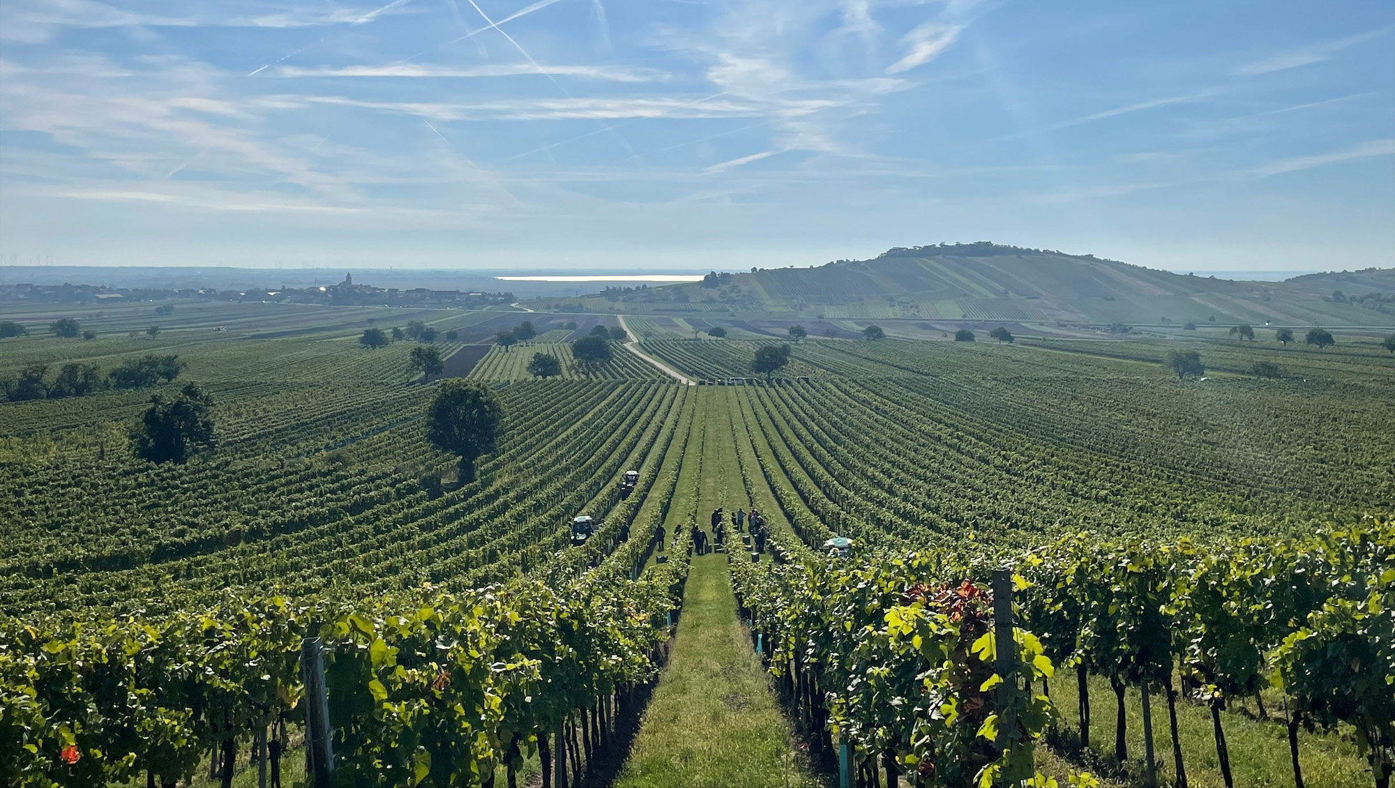 Weinregion Burgenland Weine aus Burgenland