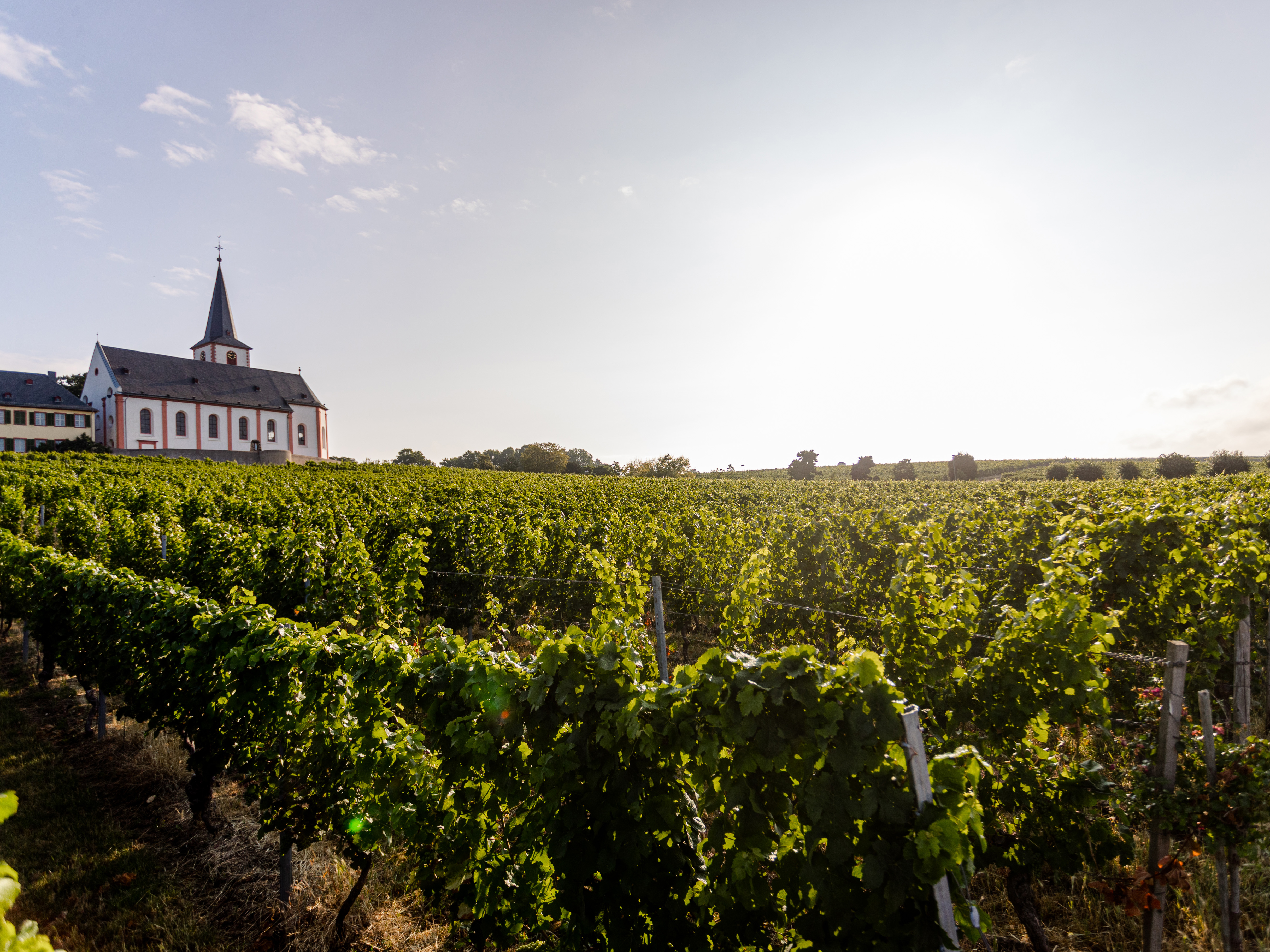 Weine von Weingut Künstler Weingut Künstler