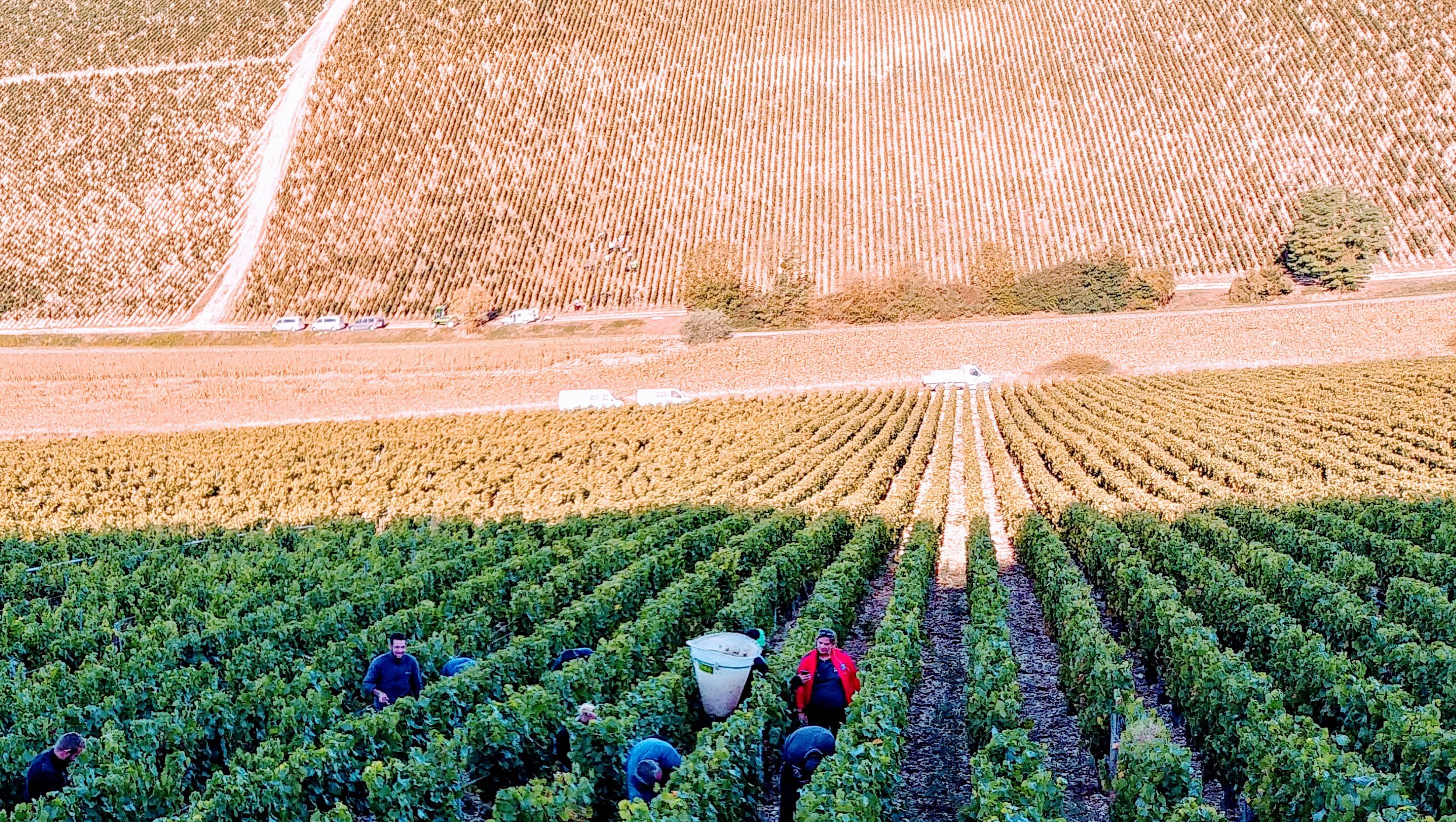 Weinregion Chablis Weine aus Chablis