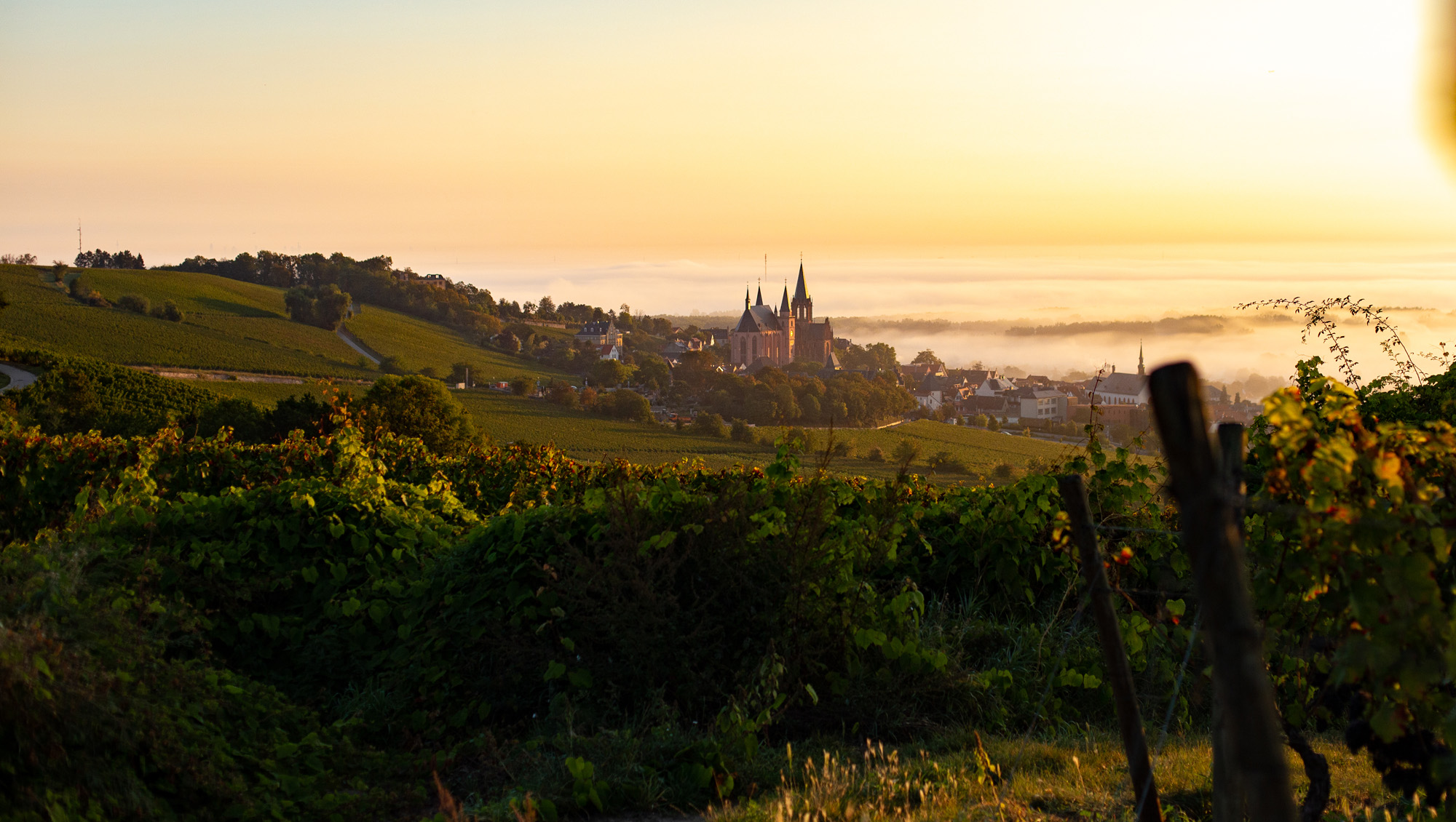 Weinregion Rheinhessen Weine aus Rheinhessen