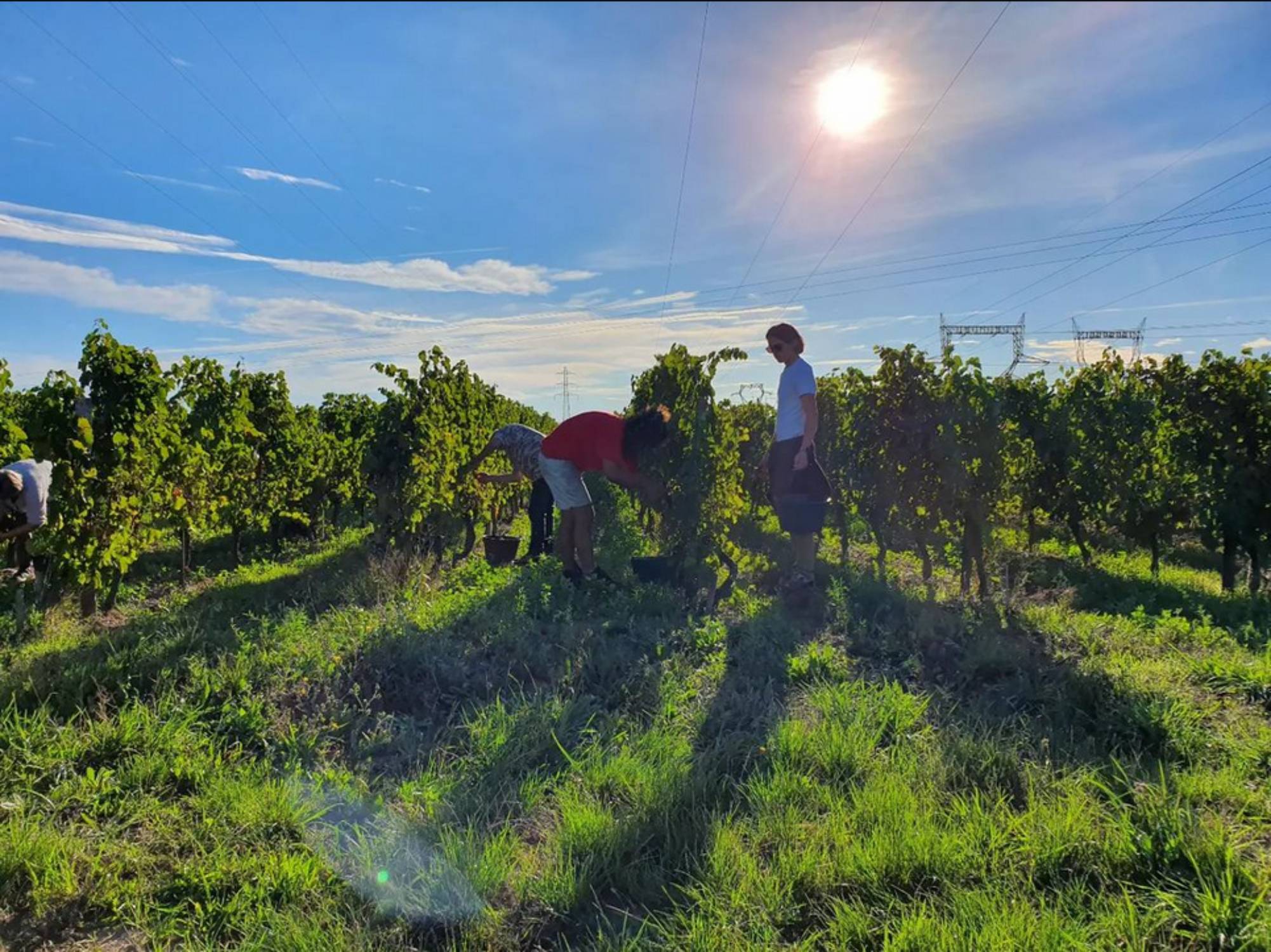 Weine von Les Clos Maurice, Varrains