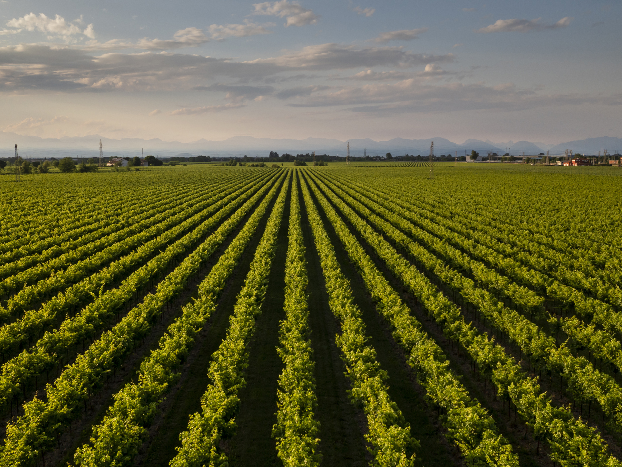 Weine von Colibrì Colibrì