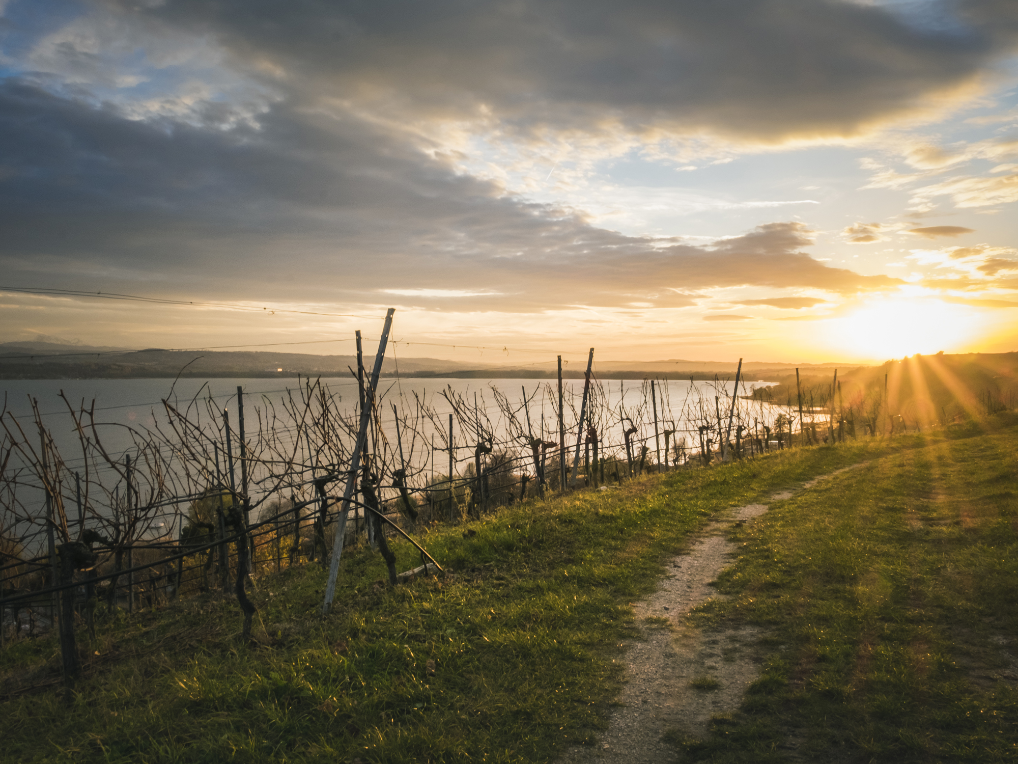Weine von Le Petit Château Le Petit Château