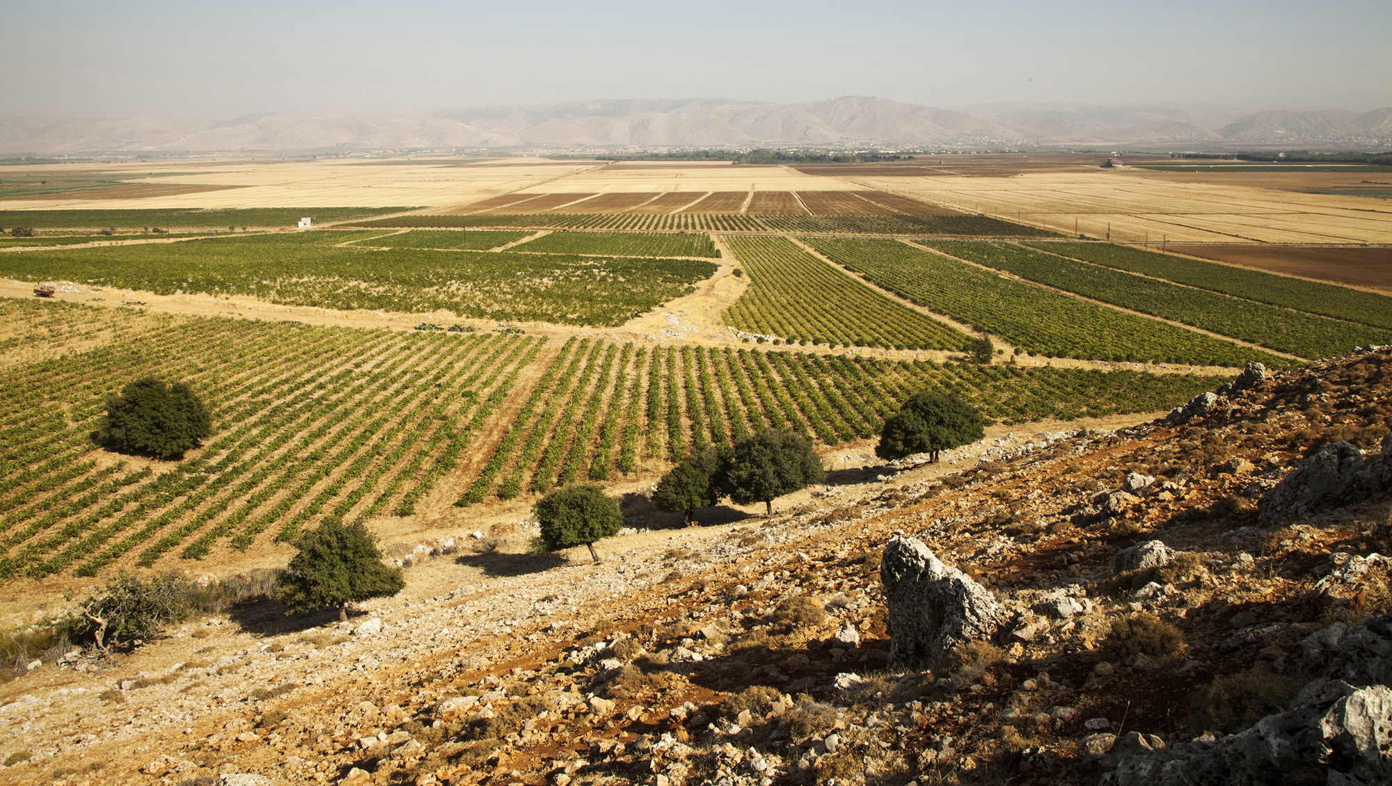 Weinregion Bekaa Valley Weine aus Bekaa Valley