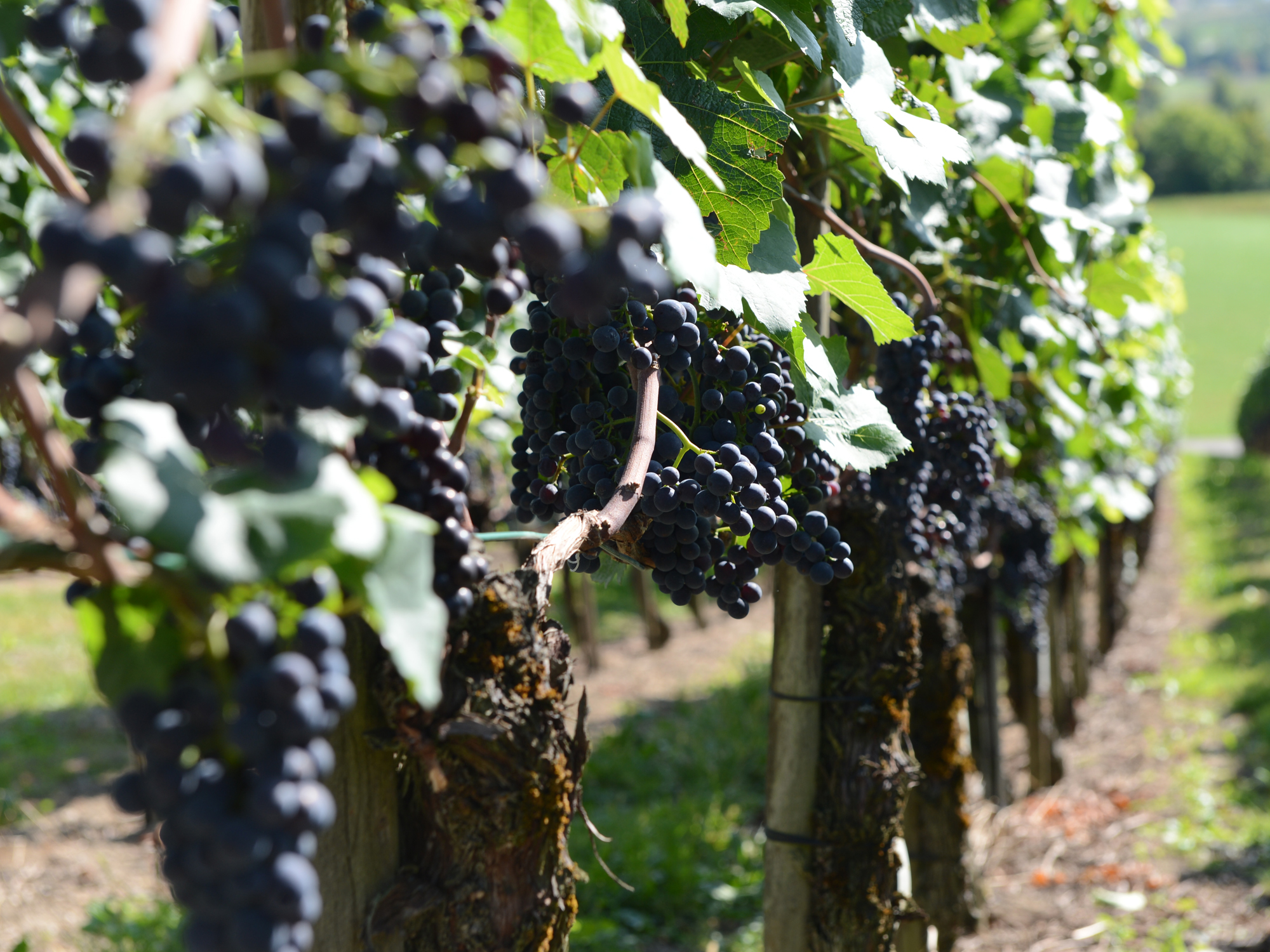 Weine von Weingut Nadine Saxer Weingut Nadine Saxer