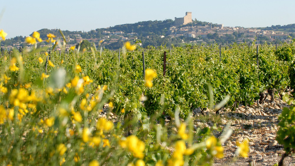Weinregion Vallée du Rhône Weine aus Vallée du Rhône