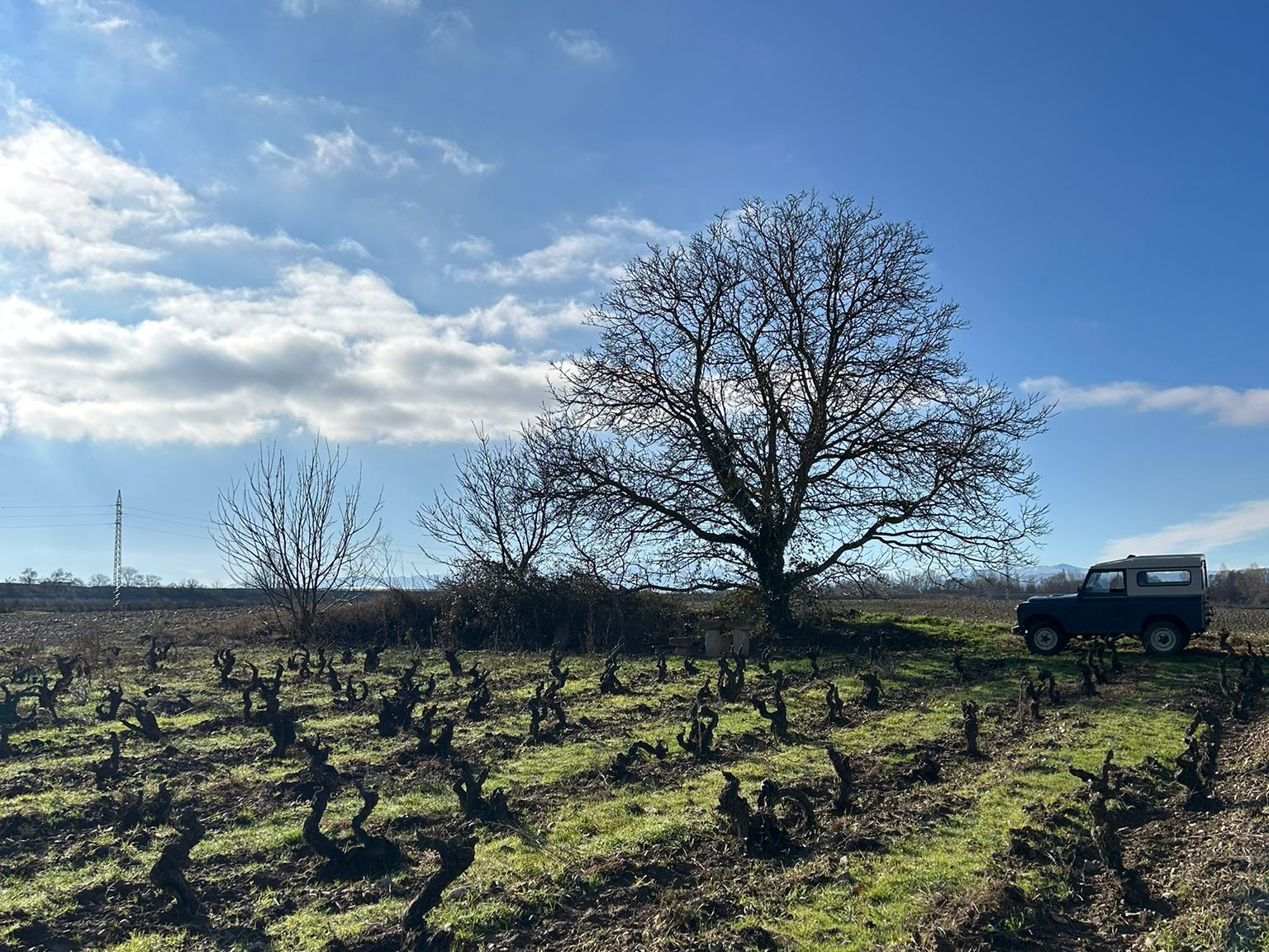 Weine von Bodegas Diez del Corral, Anguciana