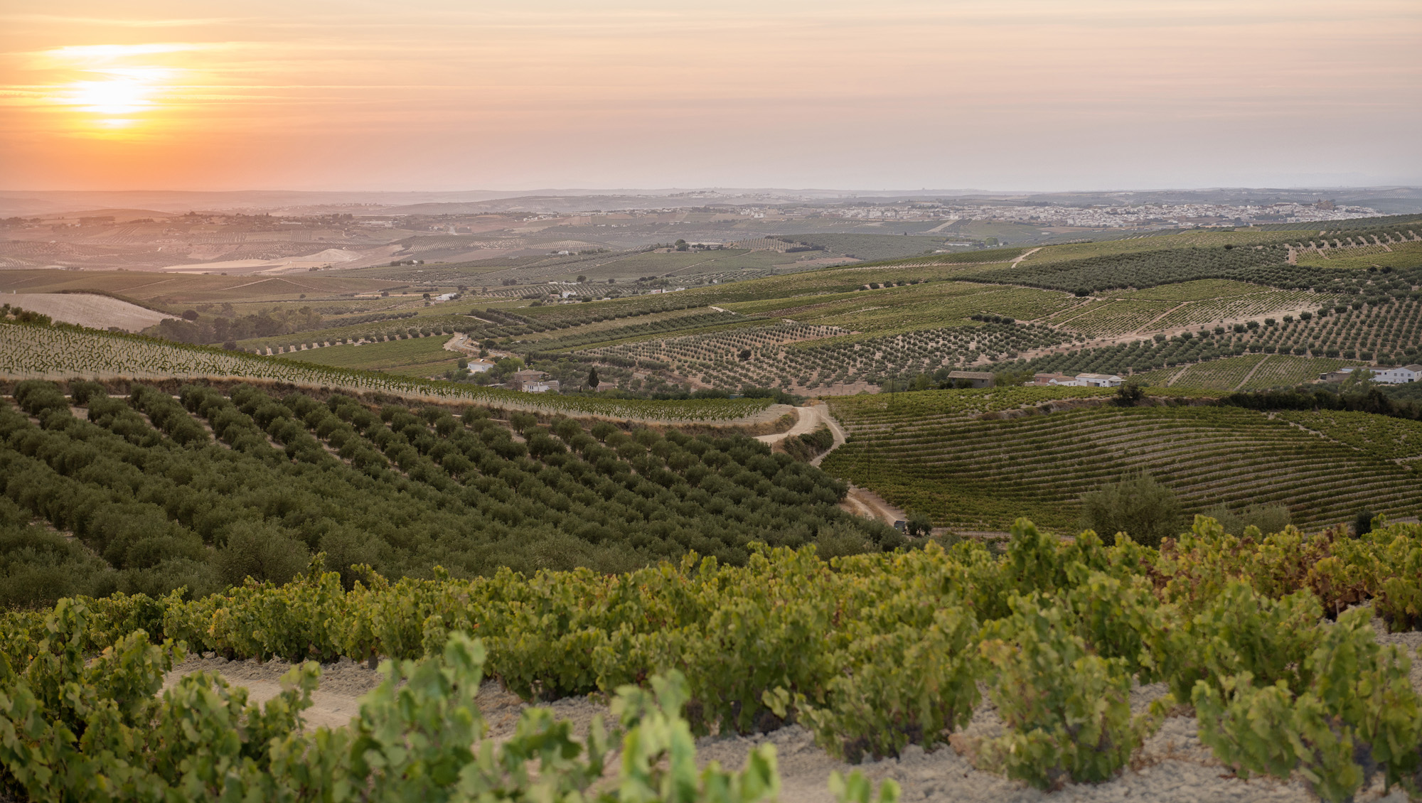 Weinregion Montilla-Moriles Weine aus Montilla-Moriles