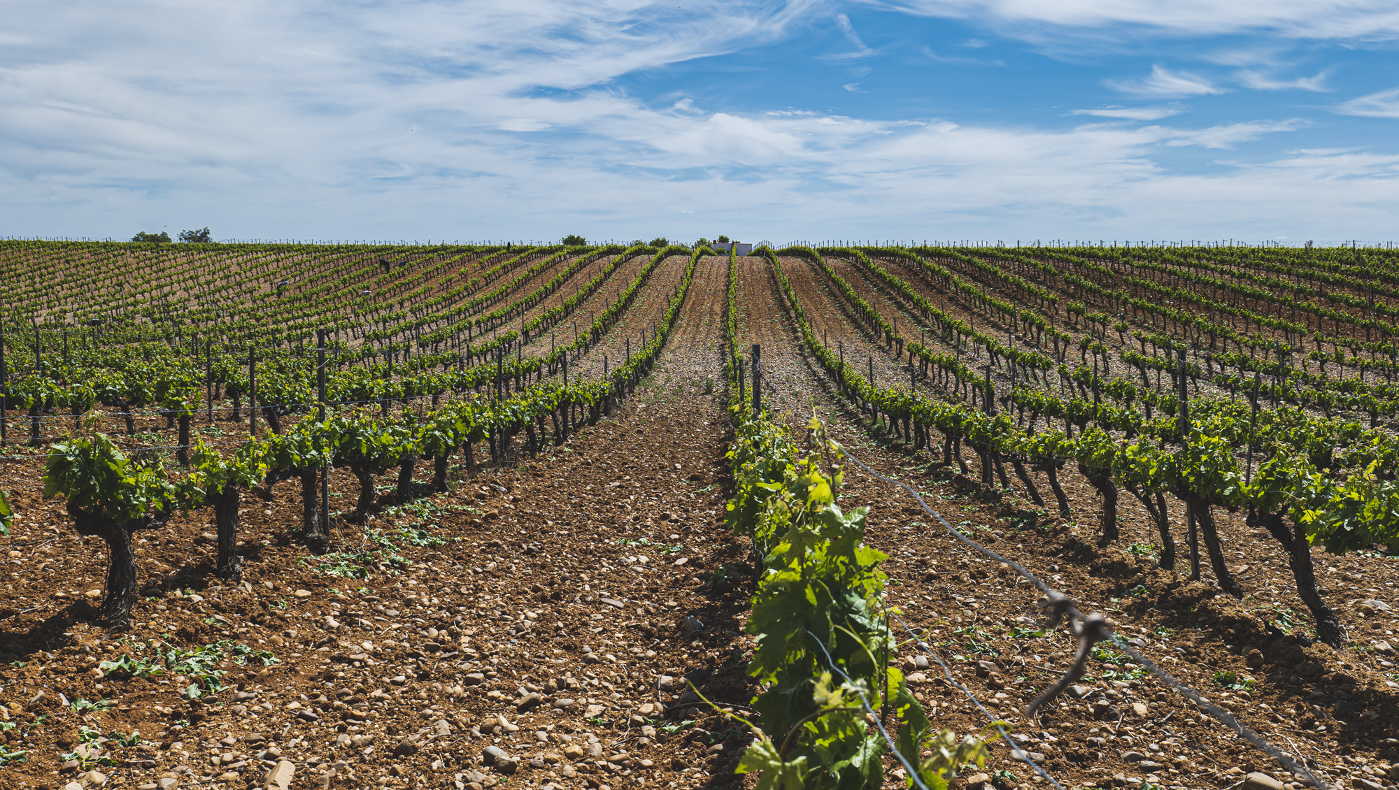 Weinregion Toro Weine aus Toro