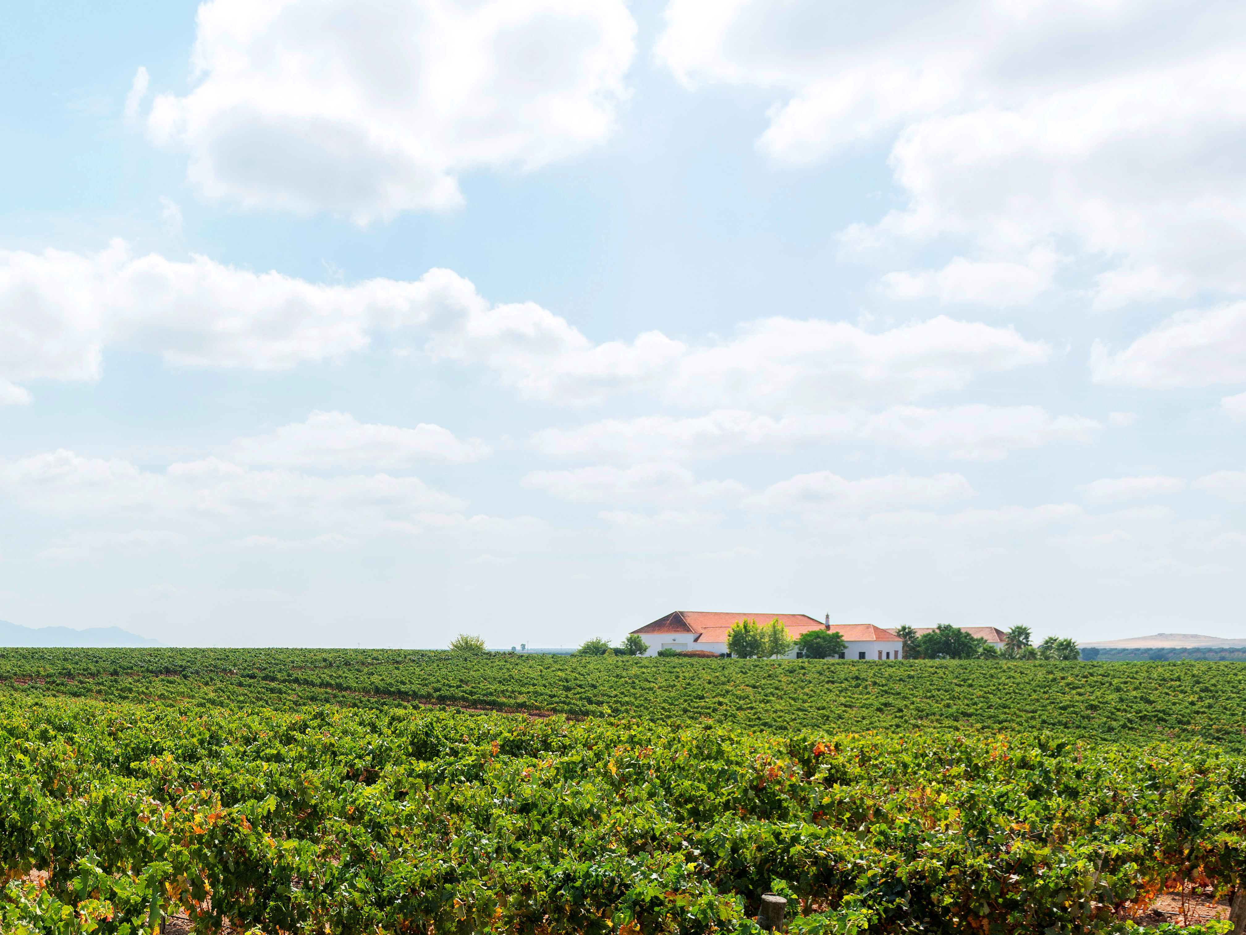 Weine von Palacio Quemado-Viñas de Alange Palacio Quemado-Viñas de Alange