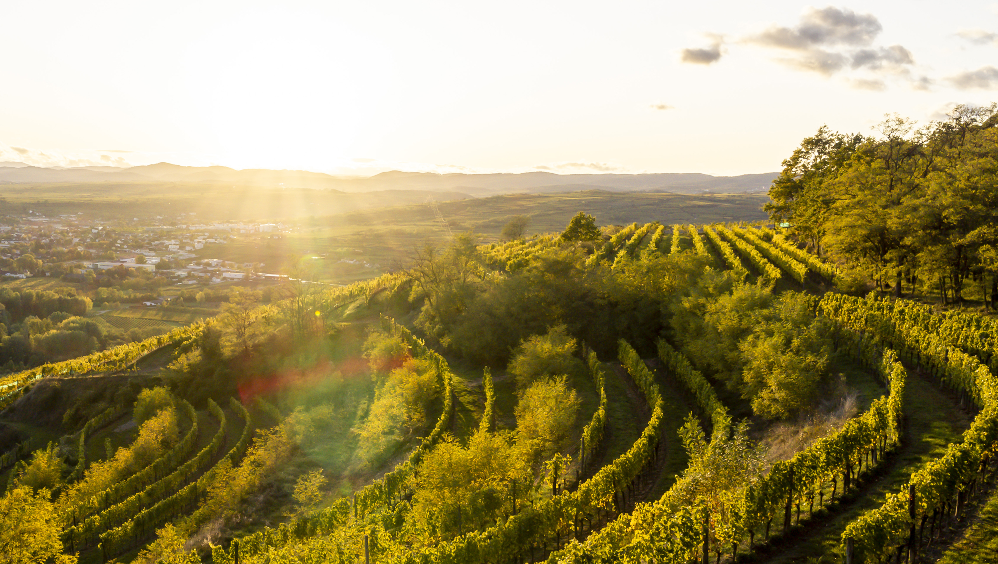 Weinregion Kamptal Weine aus Kamptal