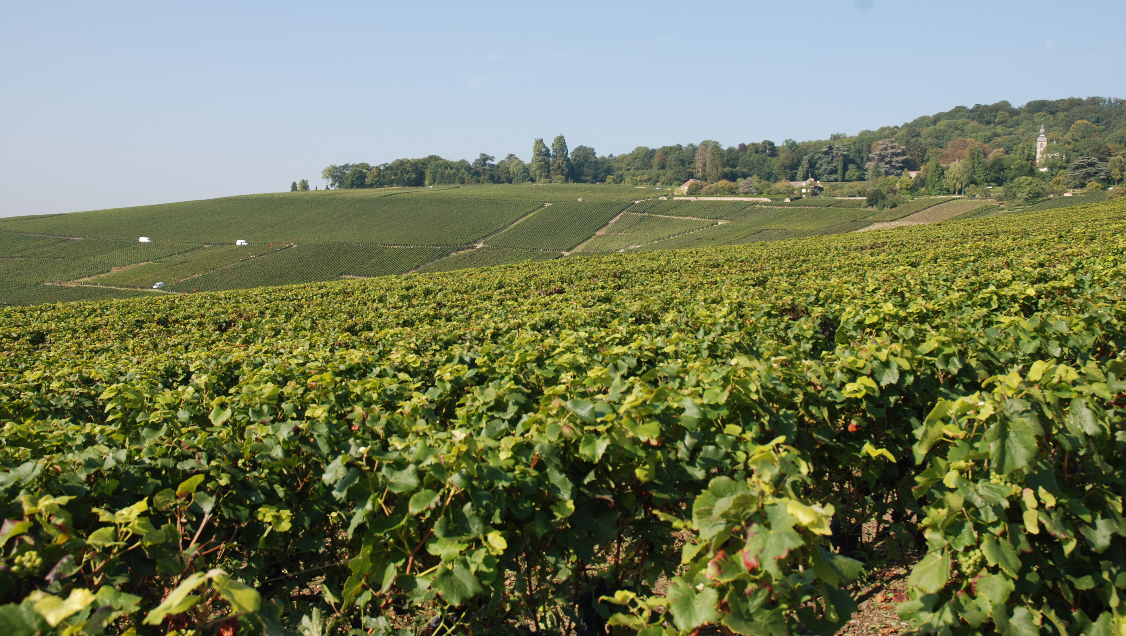 Weinregion Champagne Weine aus Champagne